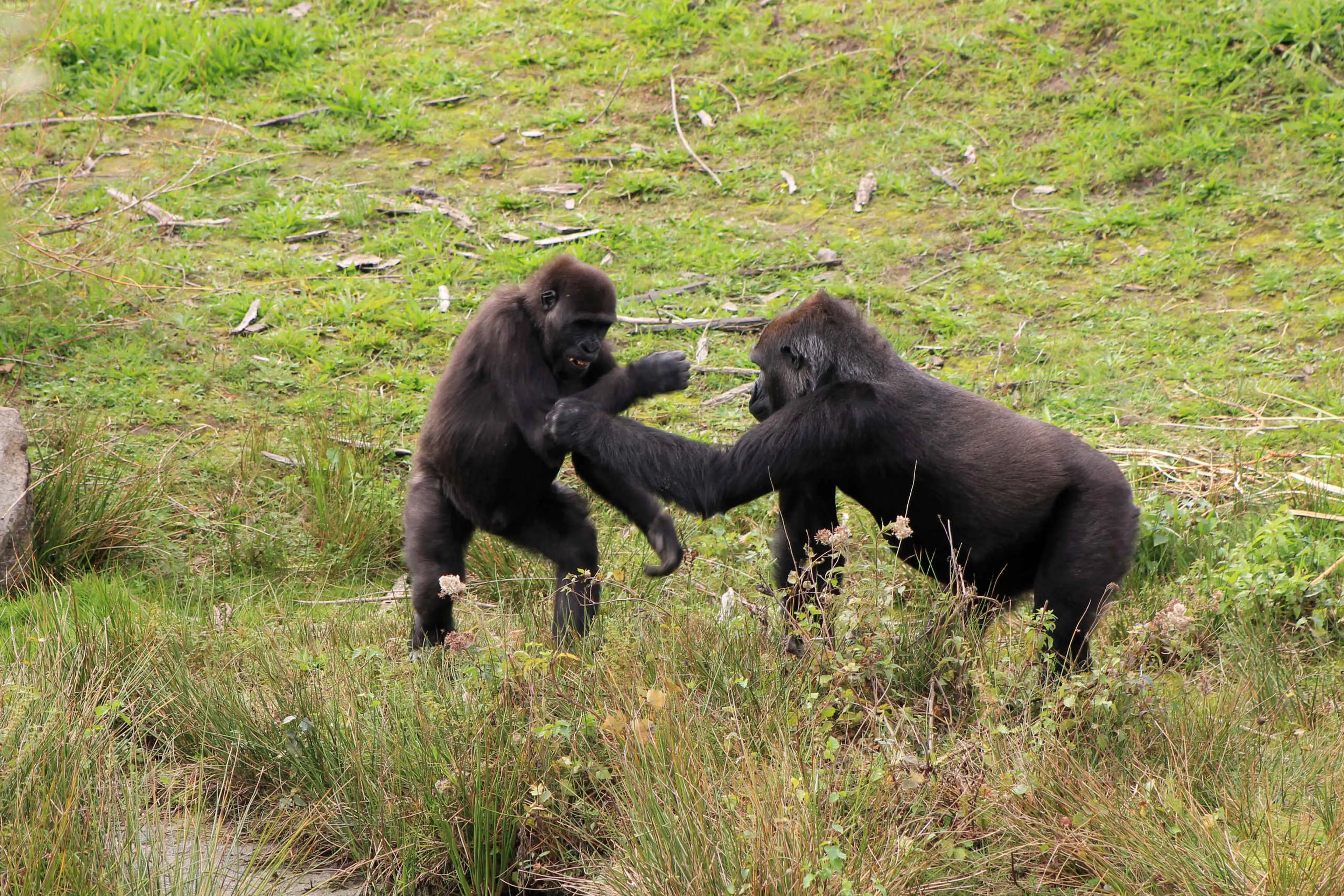 Twee gorilla's in het gras in Safaripark Beekse Bergen