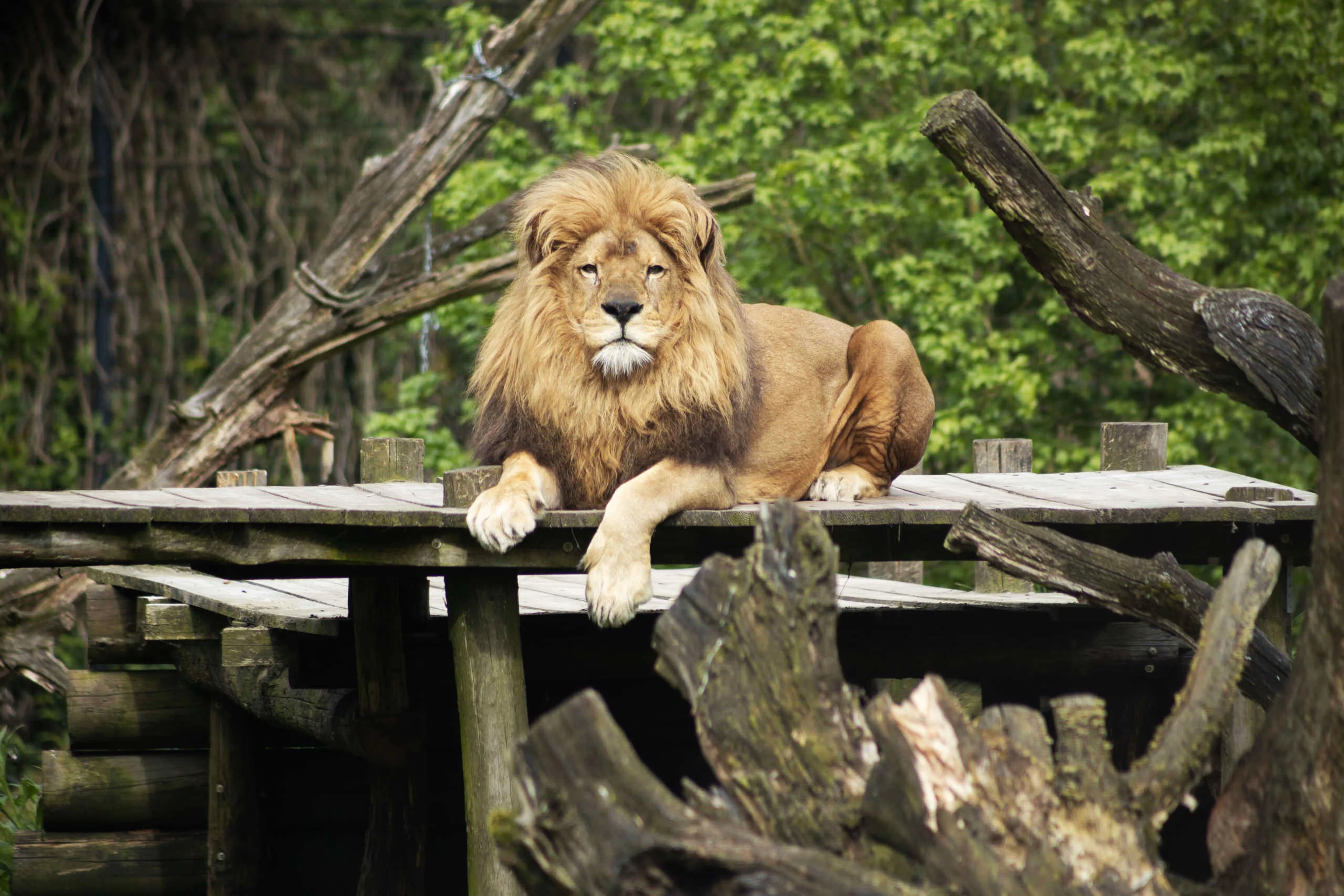 Een Afrikaanse leeuw ligt op een plateau in Eindhoven Zoo