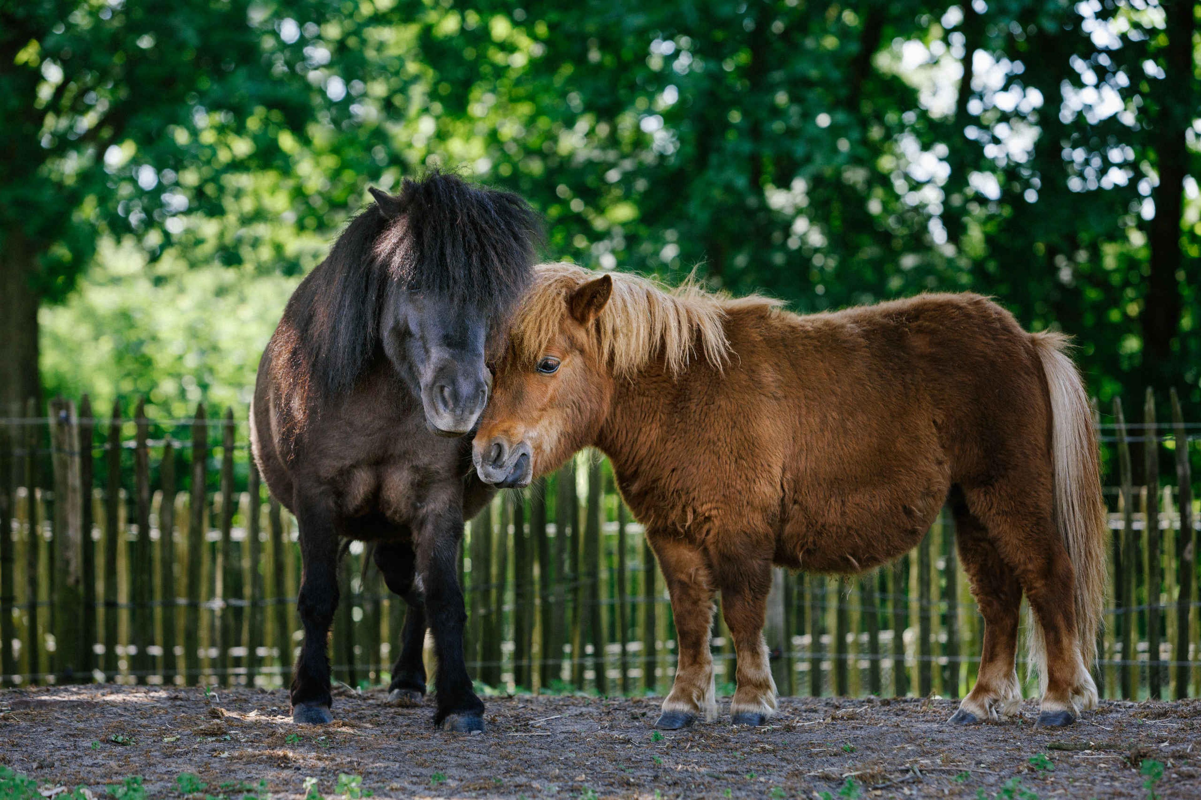 De twee pony's van Dierenbos