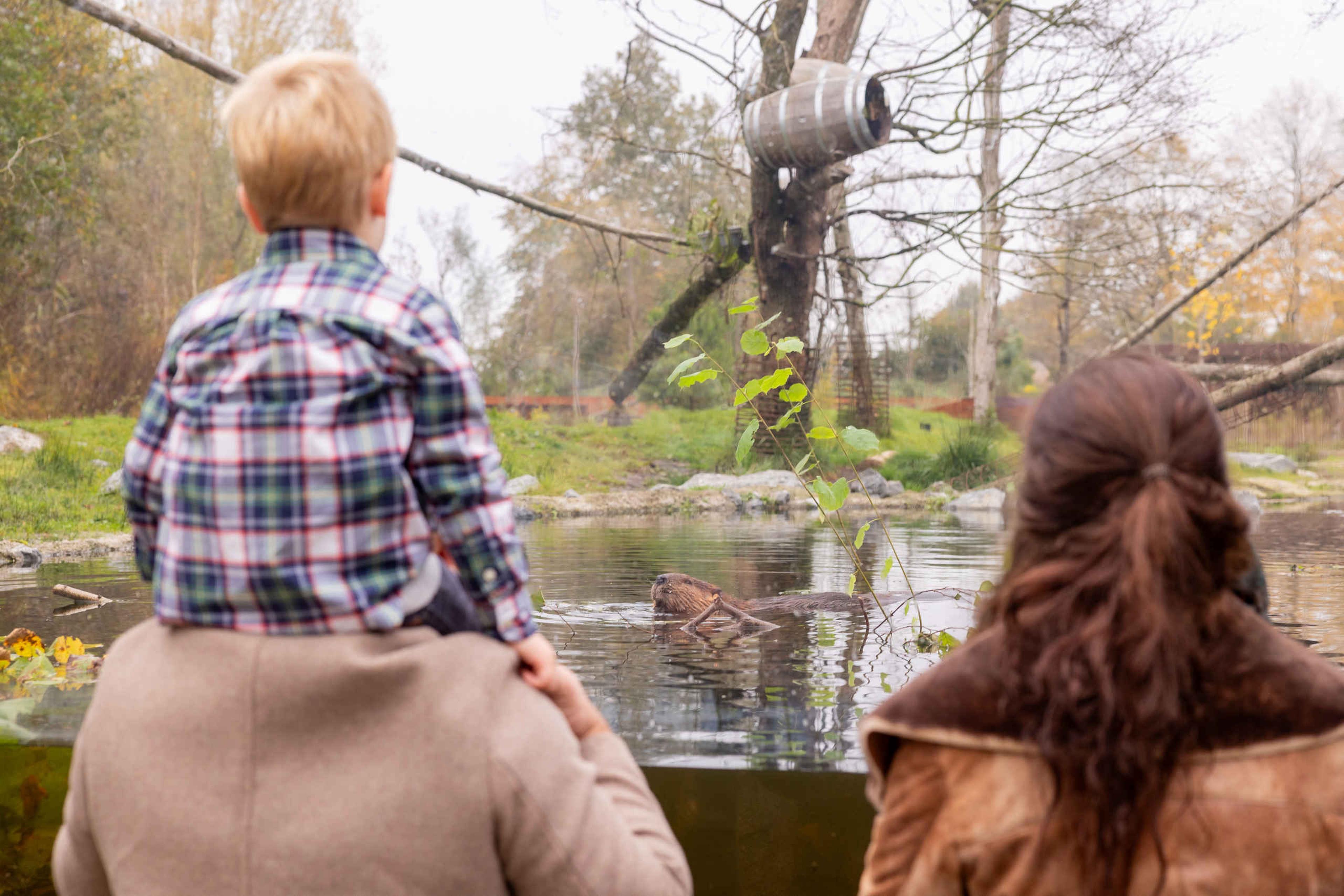 Herfst vader, moeder en zoon bij de bevers in het Churchill gebied in AquaZoo Leeuwarden