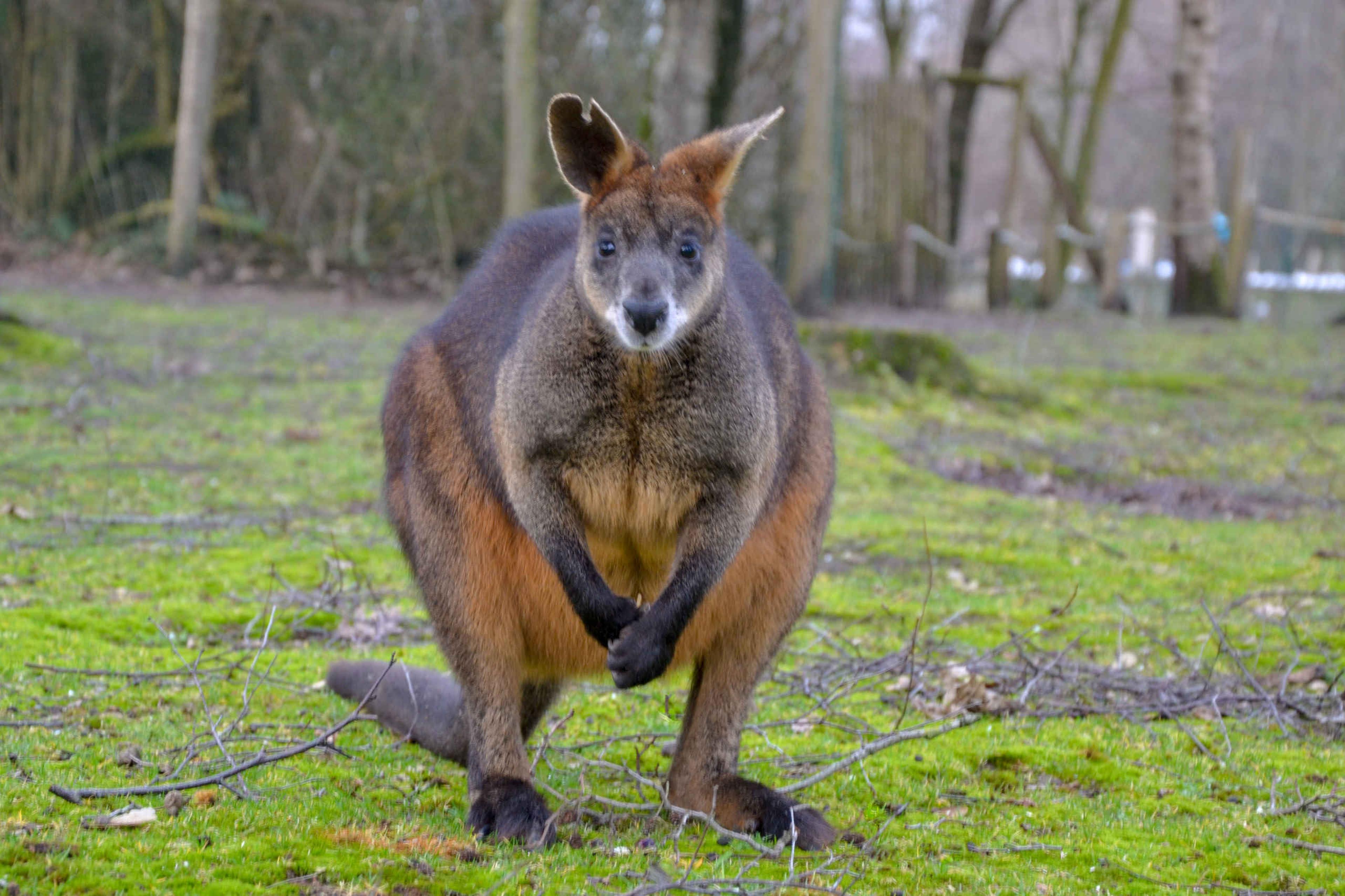 Een moeraswallaby bij AquaZoo Leeuwarden.