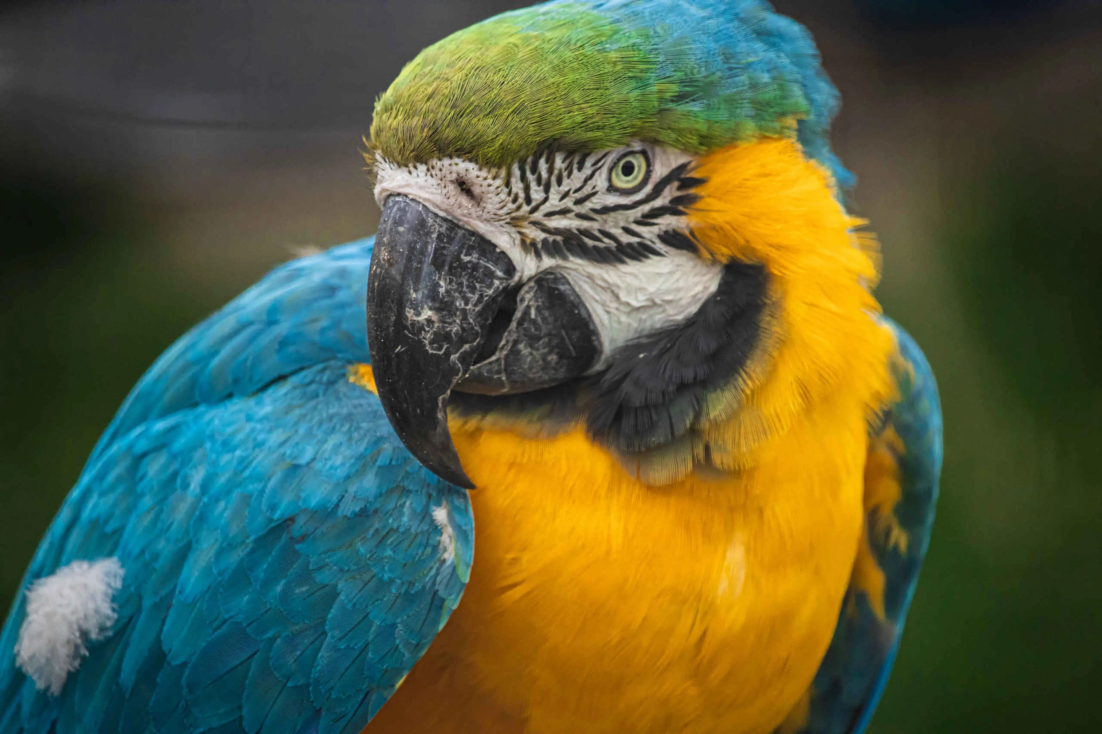 Een close-up van een blauwgele ara bij Eindhoven Zoo.