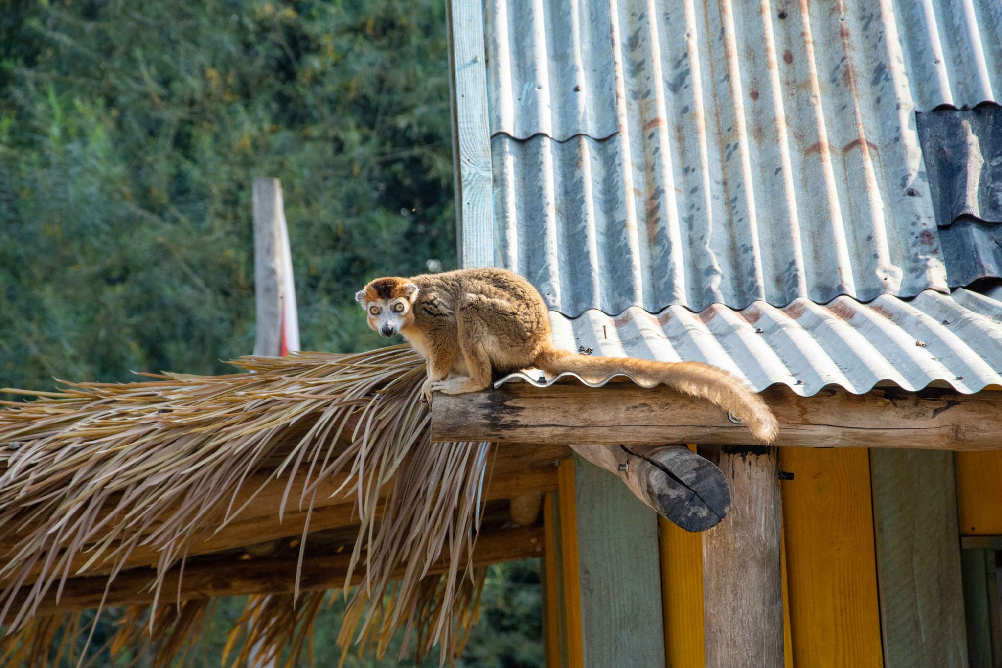 Een vari staat op de uitkijk op het dak bij ZooParc Overloon.