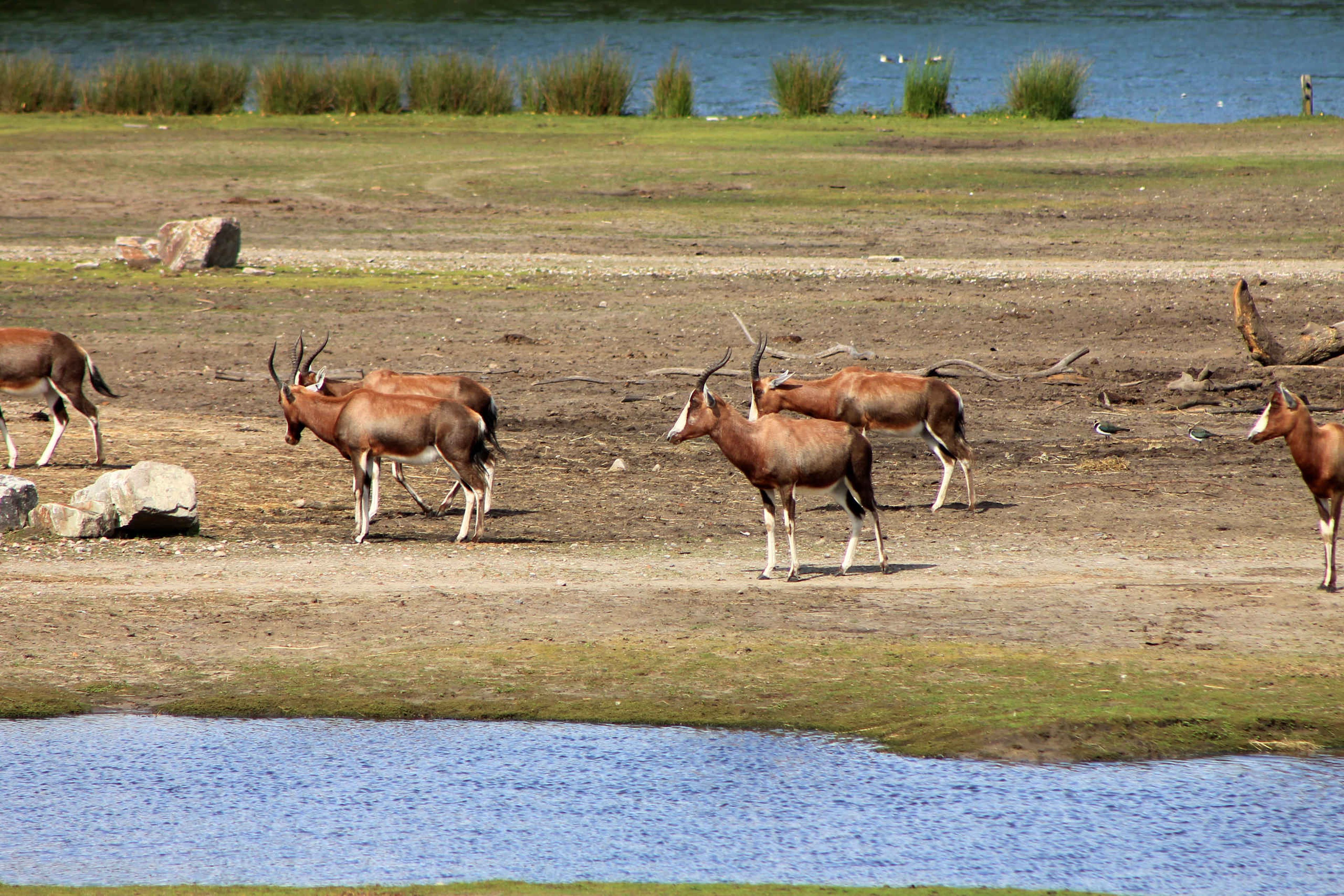 Een groep met blesbokken die grazend op de savanne staan in Safaripark Beekse Bergen