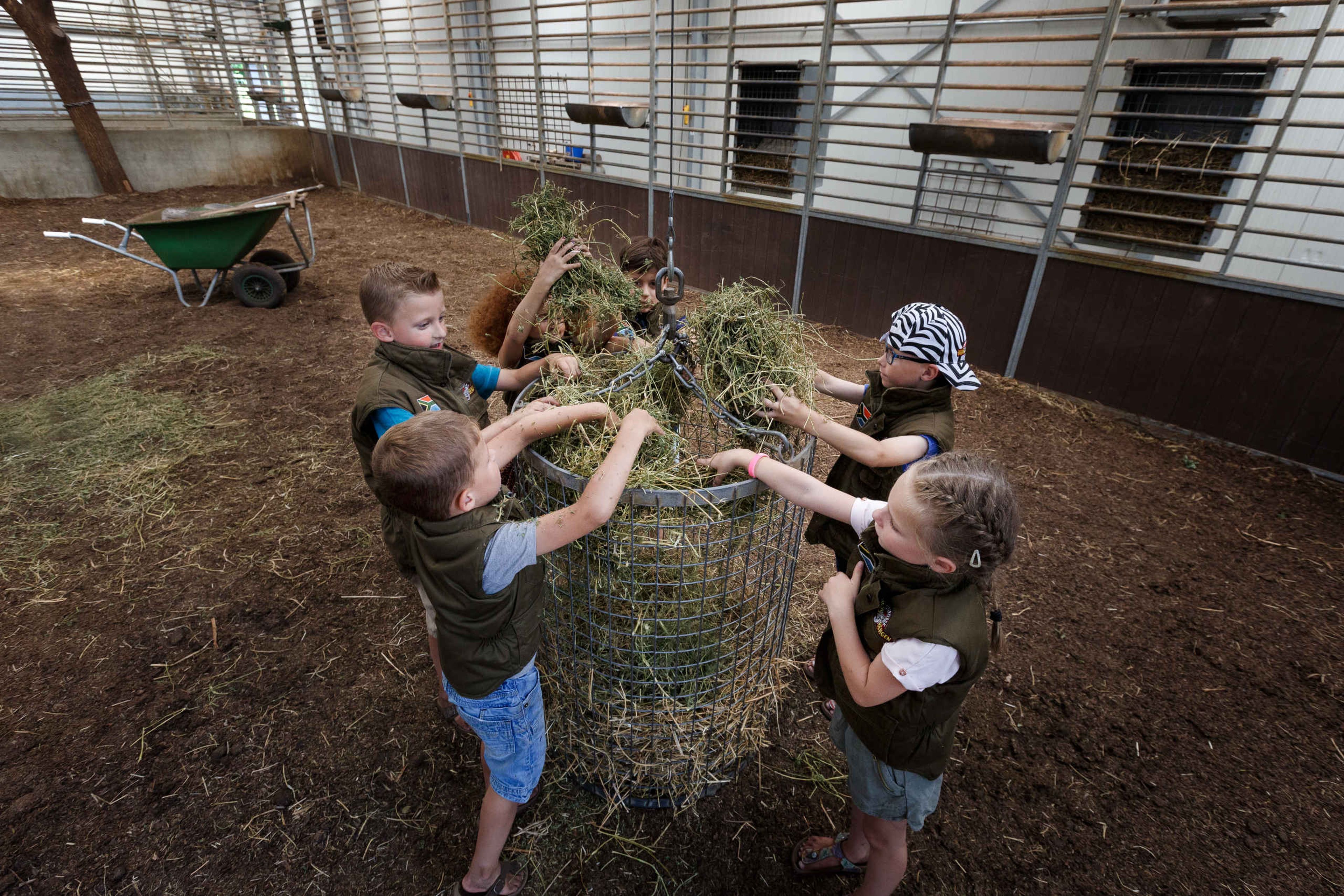 Kinderen in de giraffen stallen met hooi Safaripark Beekse Bergen