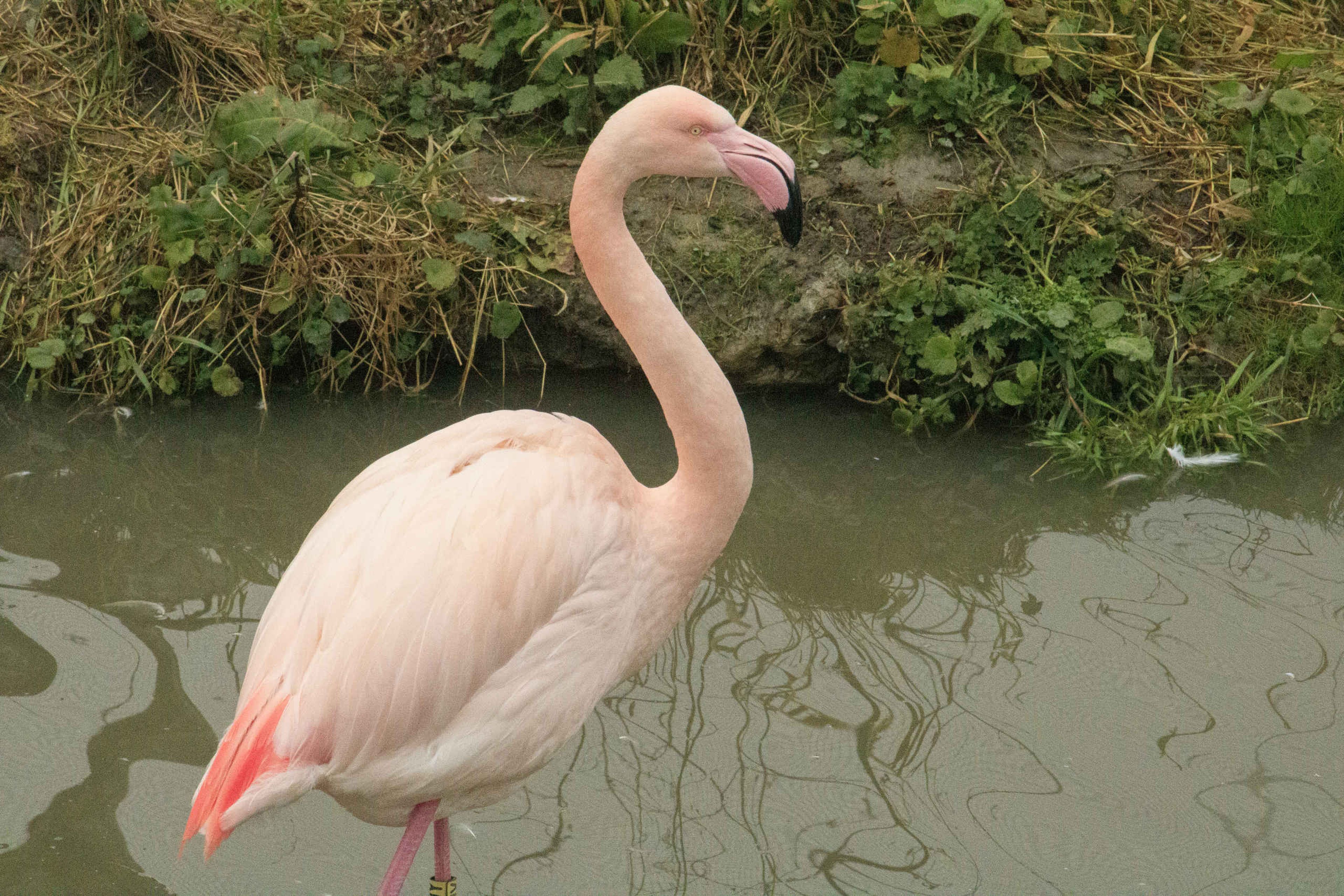 Een flamingo dier in het water in Safaripark Beekse Bergen