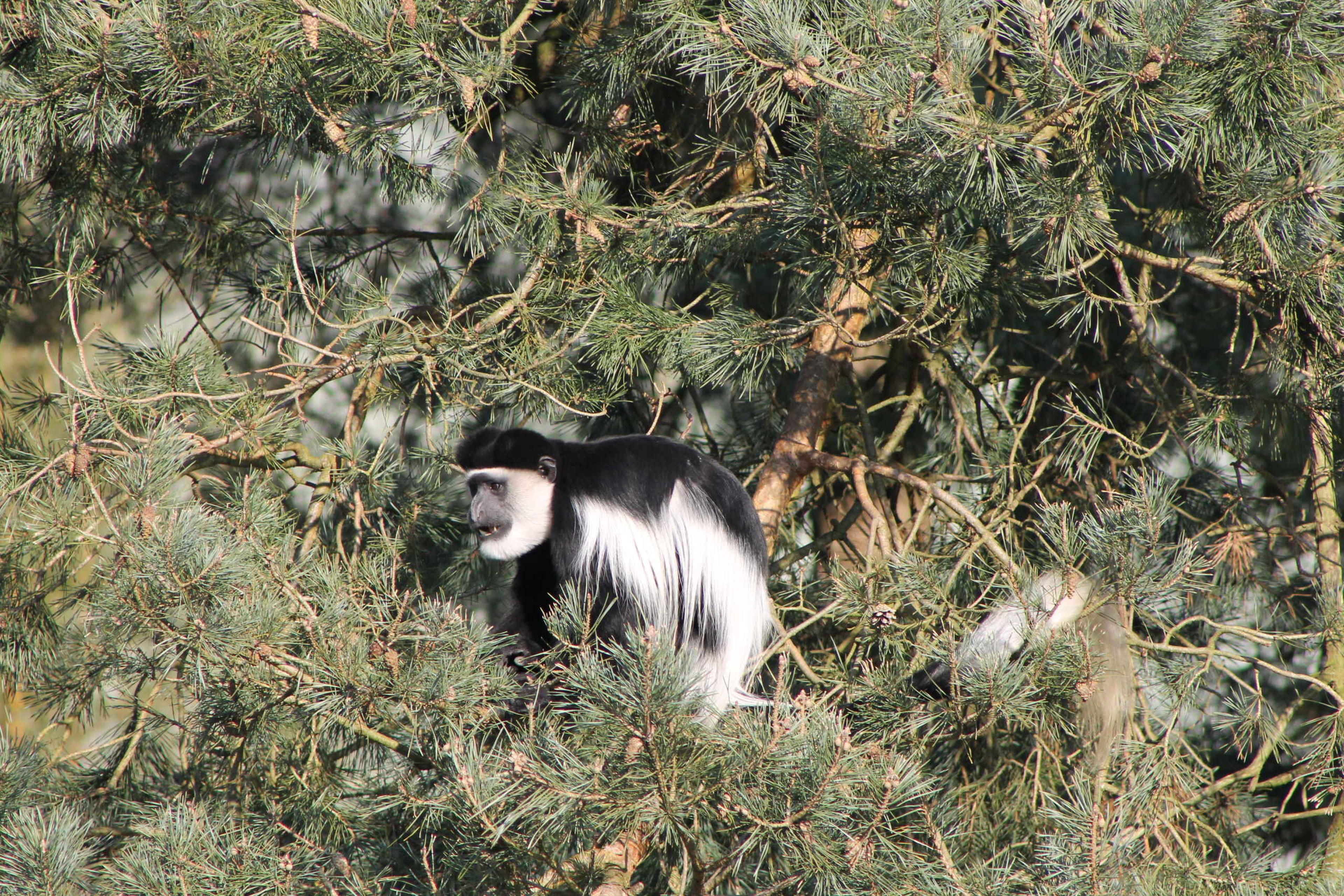 Colobousaap in boom in Safaripark Beekse Bergen