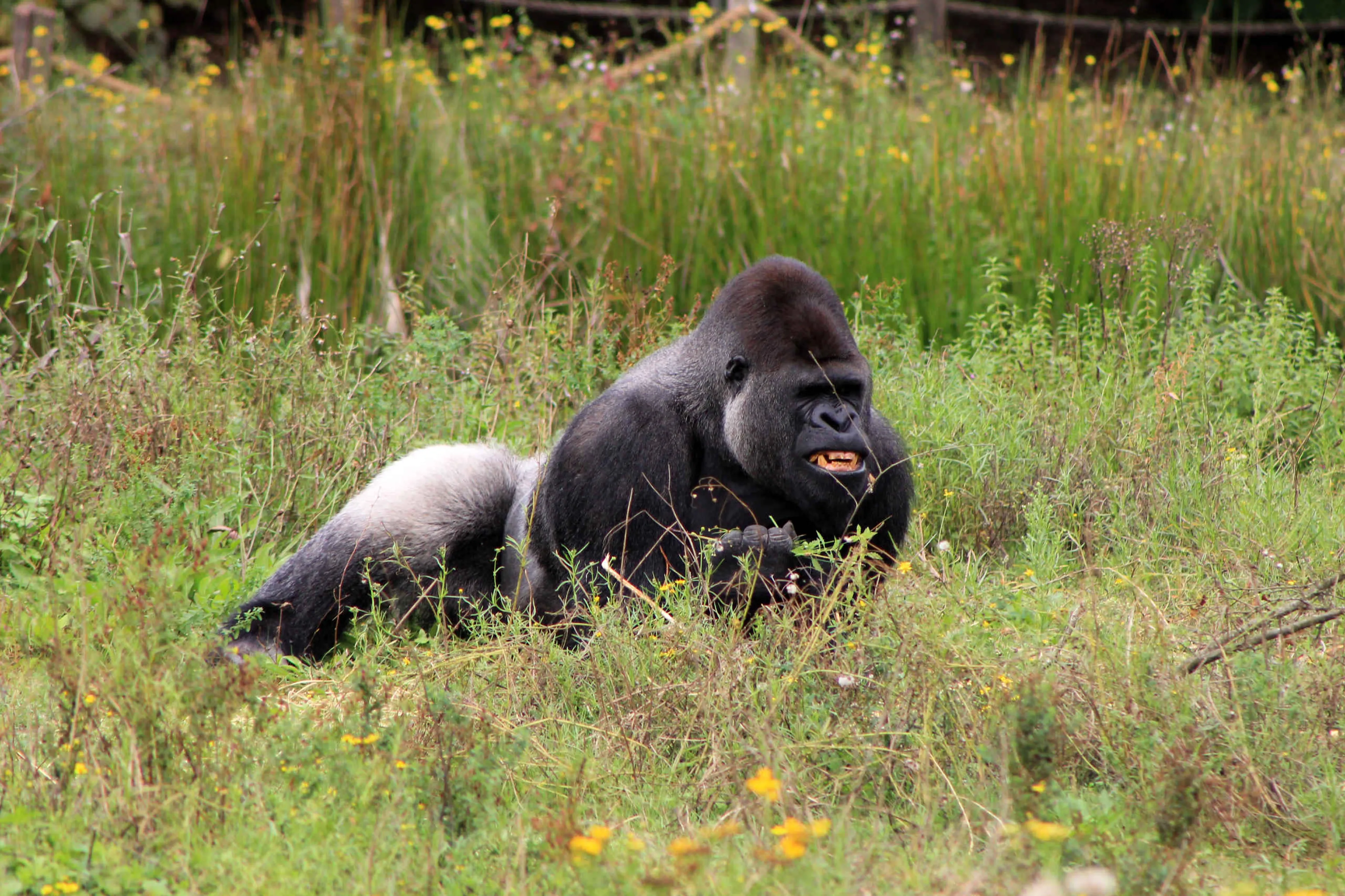 Westelijke laagland gorilla liggend in gras in Safaripark Beekse Bergen