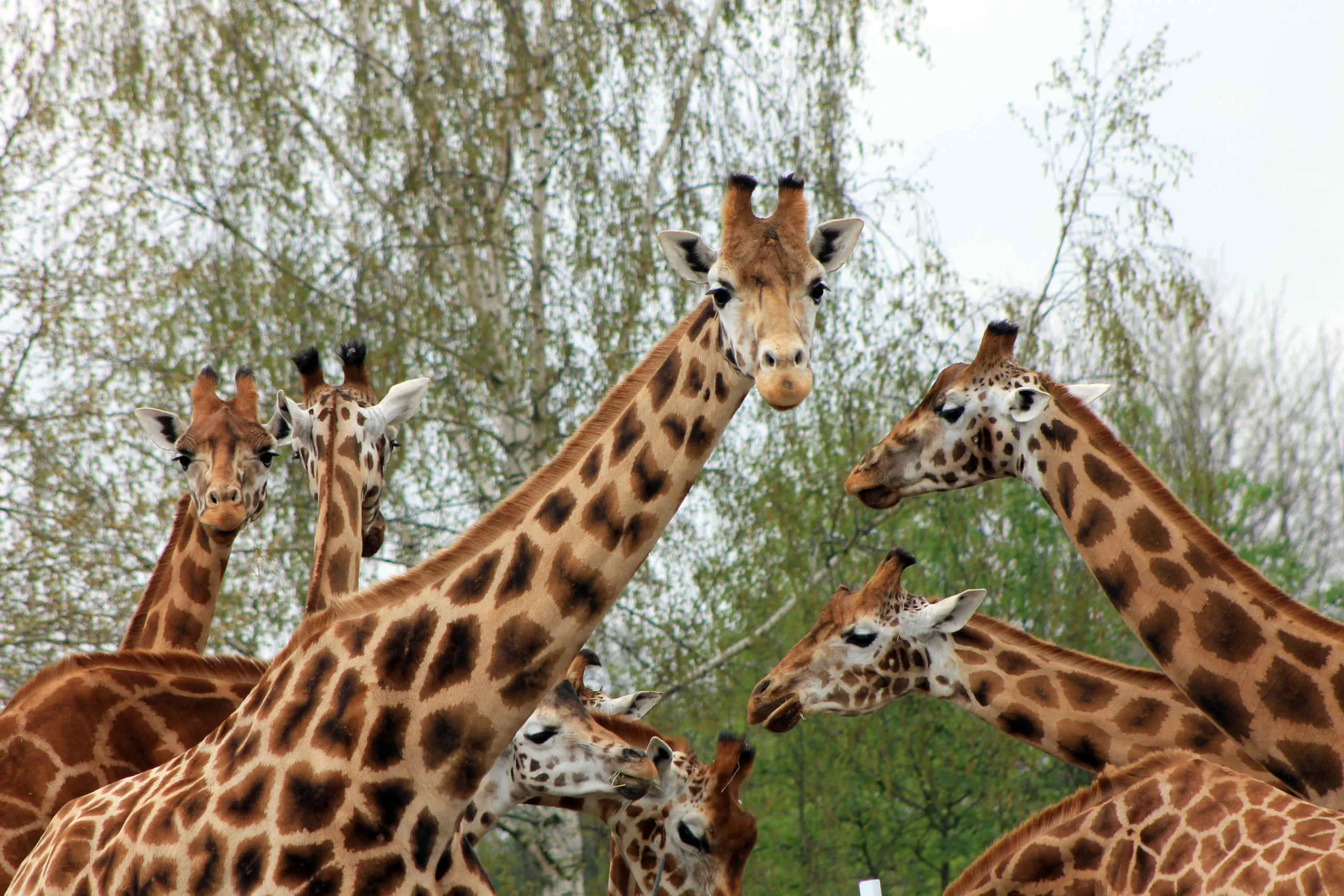 Een groep giraffen bij elkaar in Safaripark Beekse Bergen