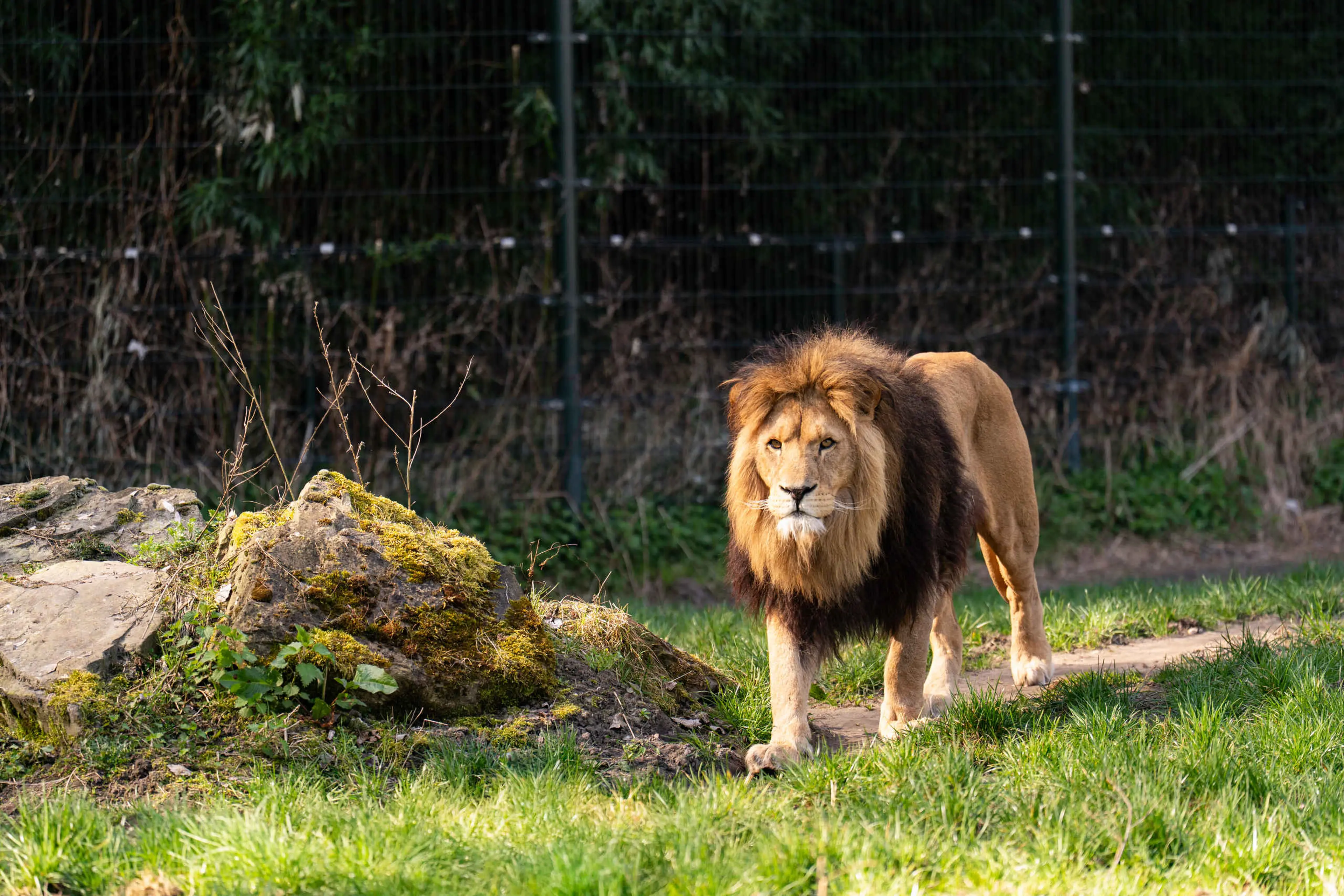 Een Afrikaanse leeuw lopend in het verblijf in ZooParc Overloon