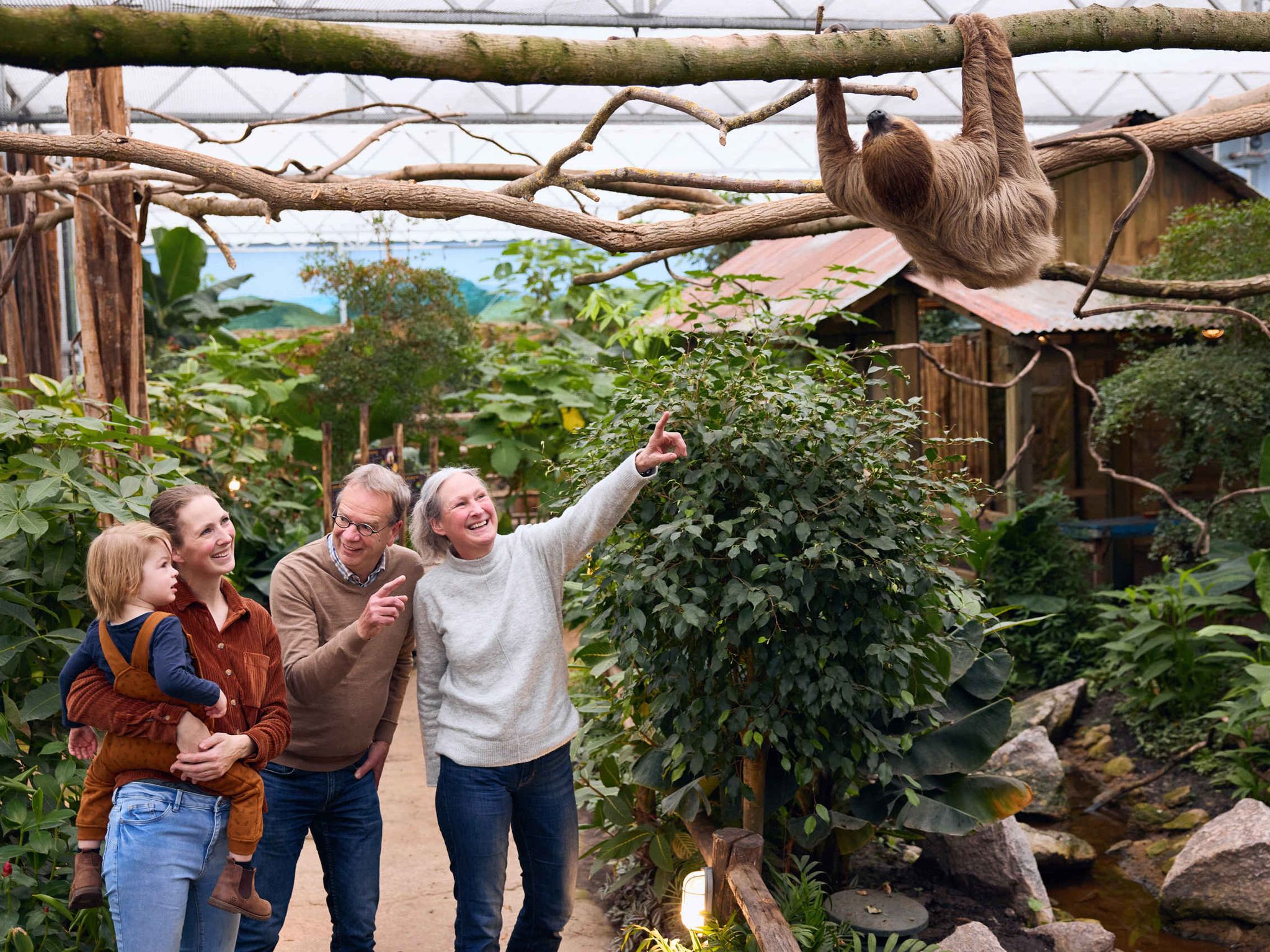 Zooparc Madidi gezin luiaard