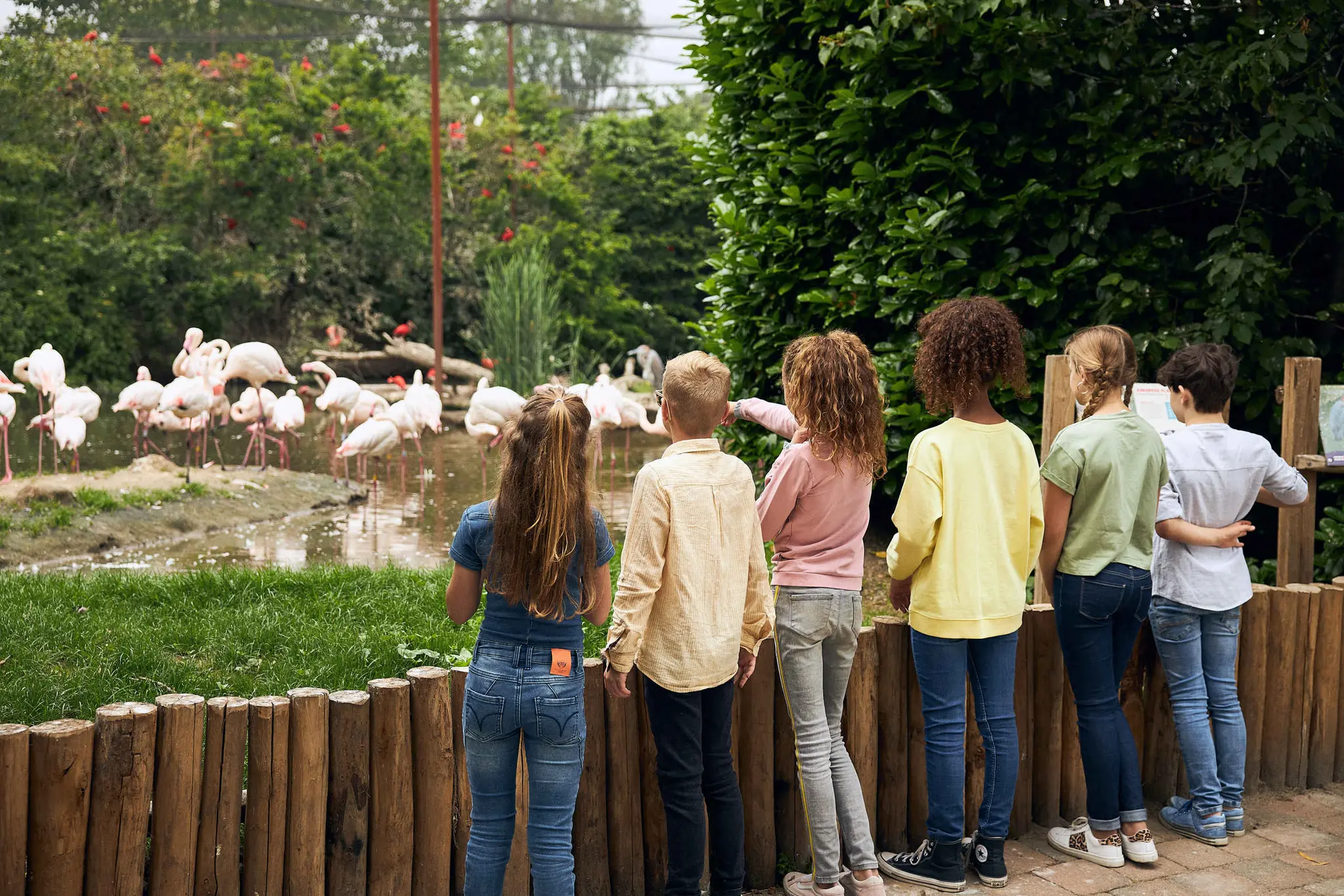 Een groep kinderen kijkt naar de flamingo's bij Eindhoven Zoo.