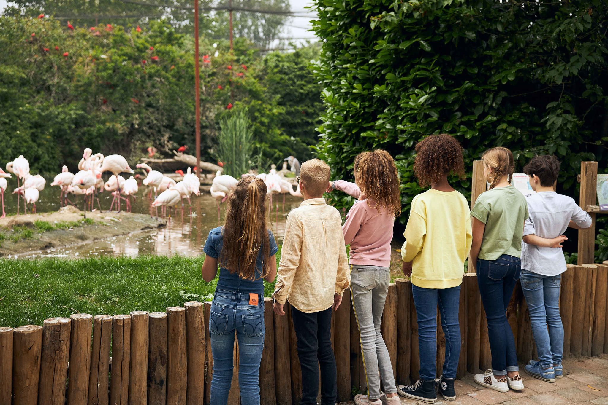 Een groep kinderen kijkt naar de flamingo's bij Eindhoven Zoo.
