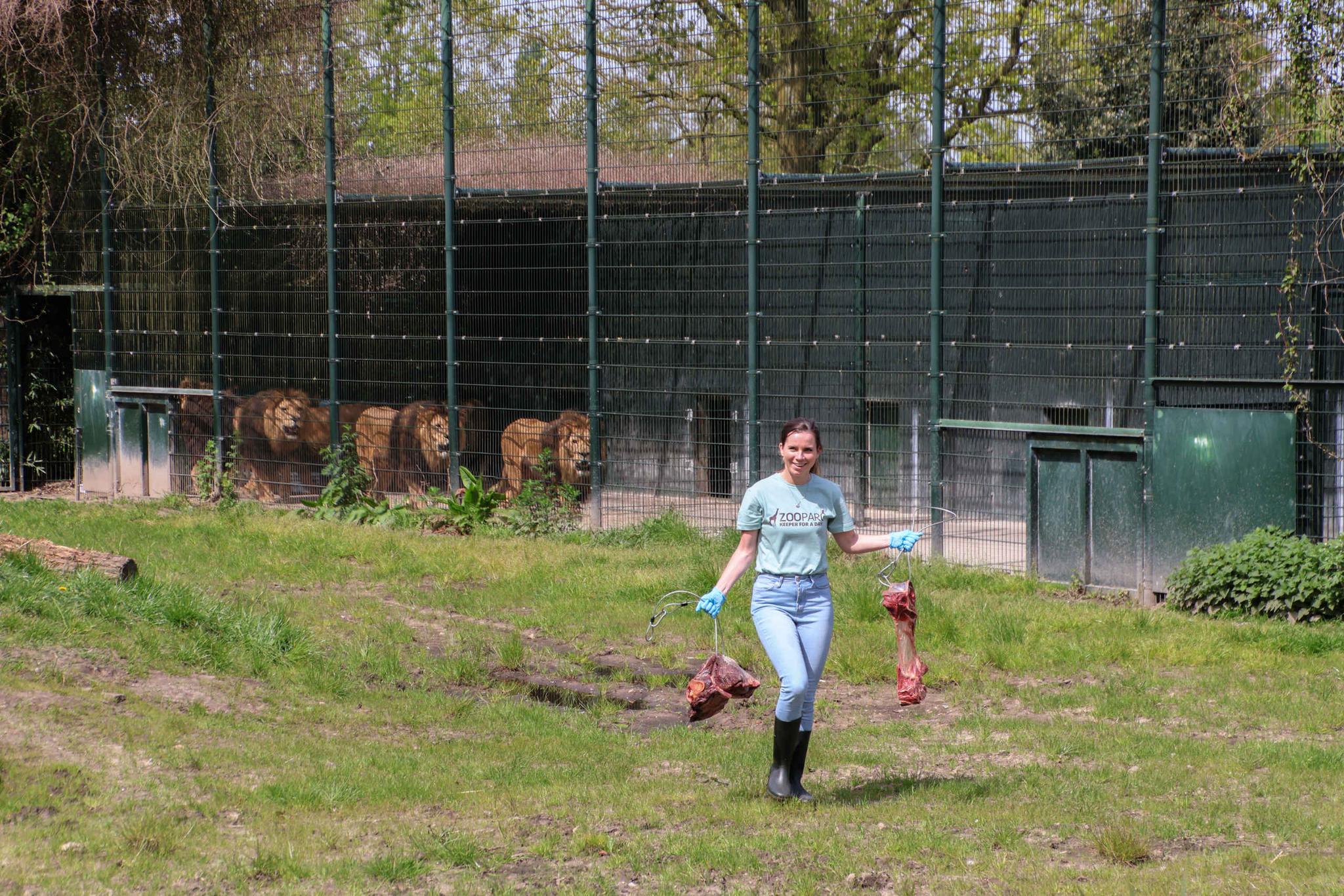 Leeuwen voeren Keeper for a day ZooParc Overloon