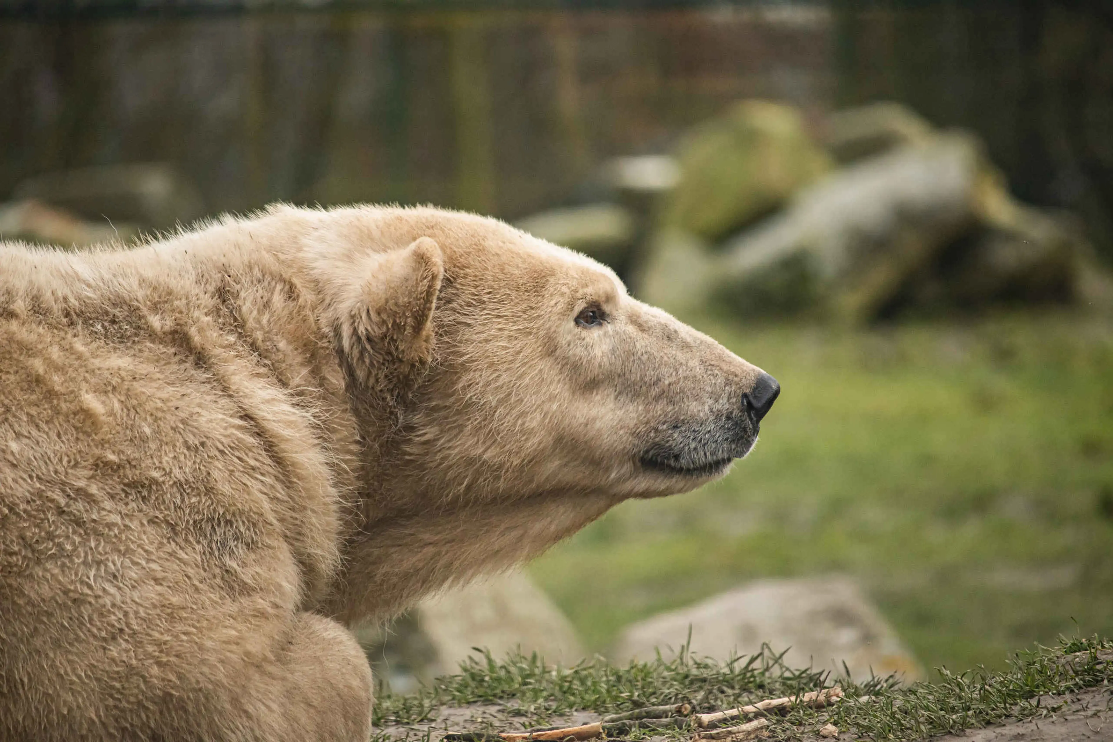 Close-up van een ijsbeer in Eindhoven Zoo