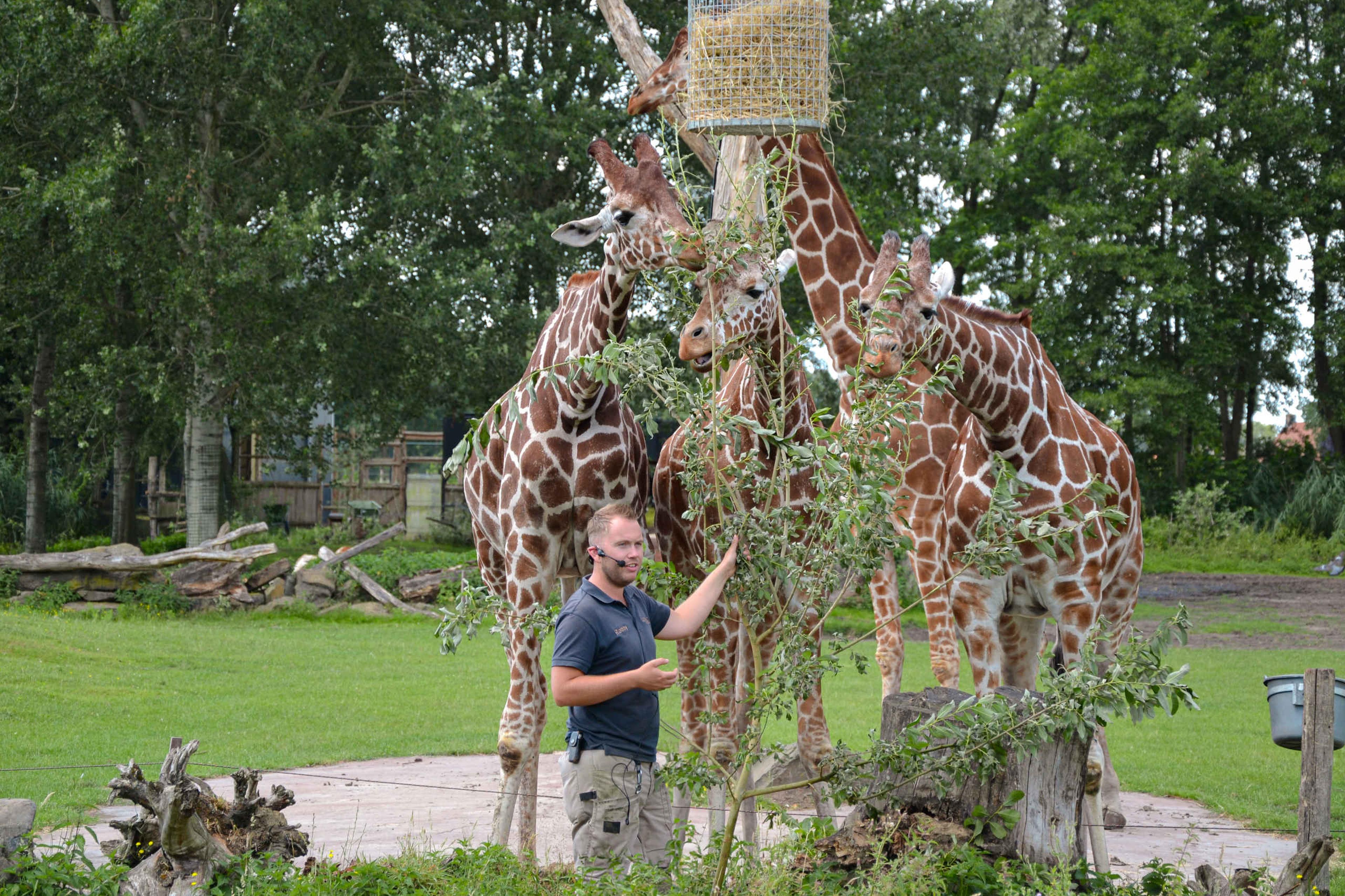 De giraffen tijdens een voederpresentatie met uitleg van een dierenverzorger bij ZooParc Overloon