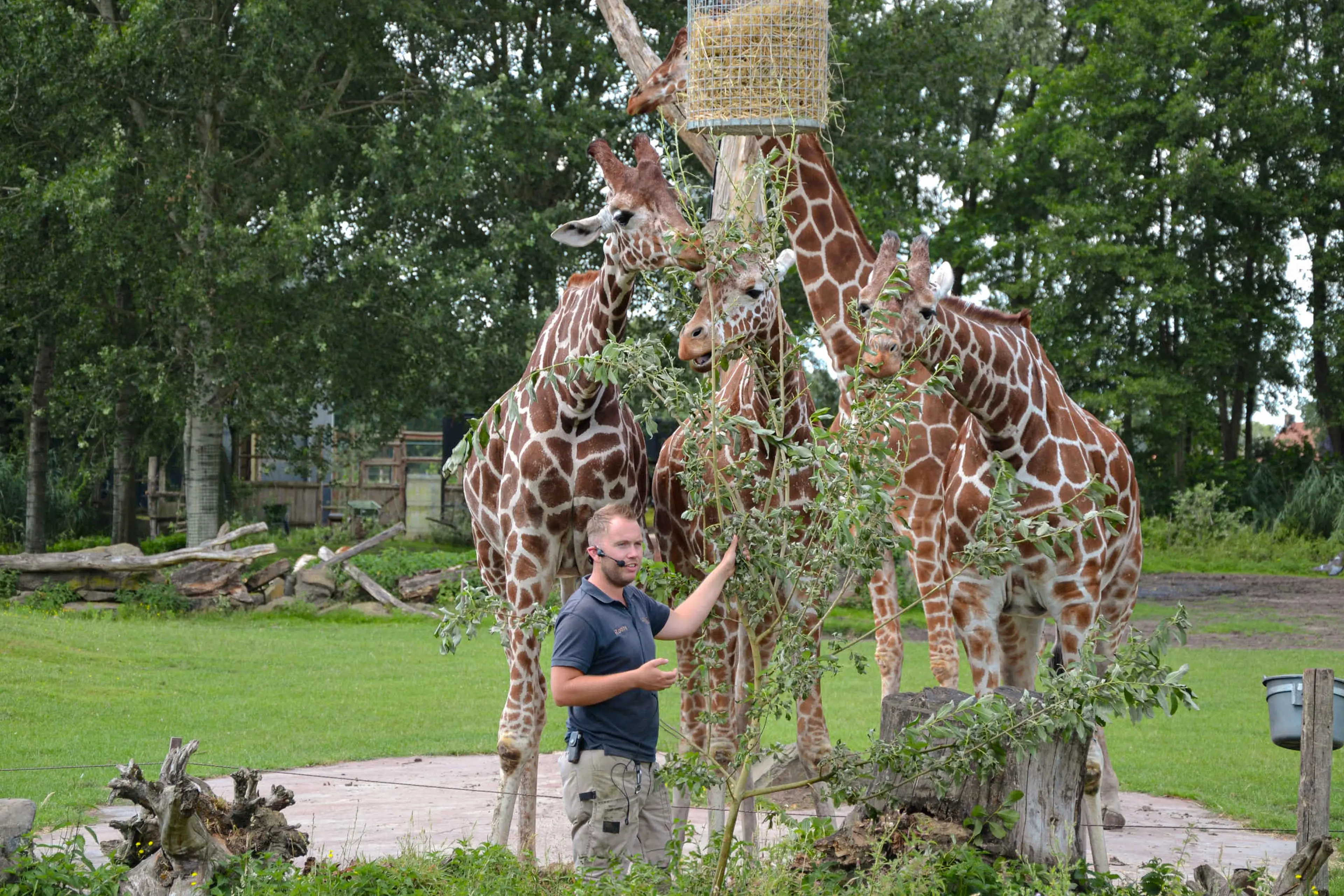 De giraffen tijdens een voederpresentatie met uitleg van een dierenverzorger bij ZooParc Overloon