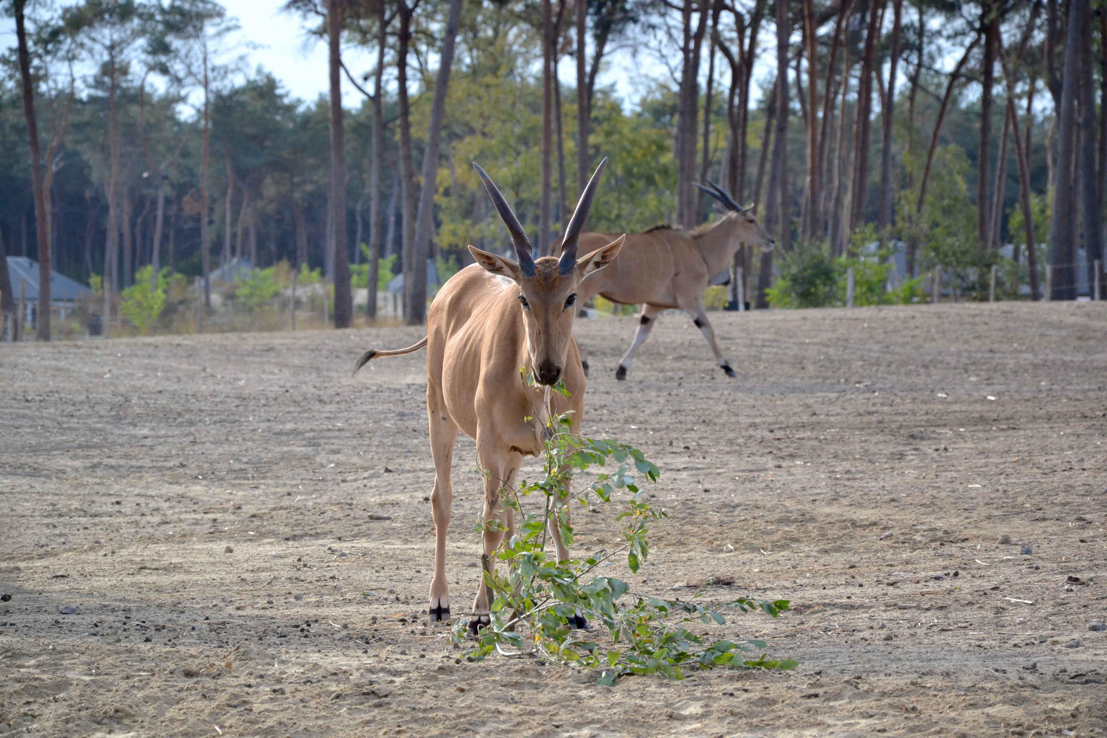 In de herfst op de savanne de elandantilope in Safaripark Beekse Bergen