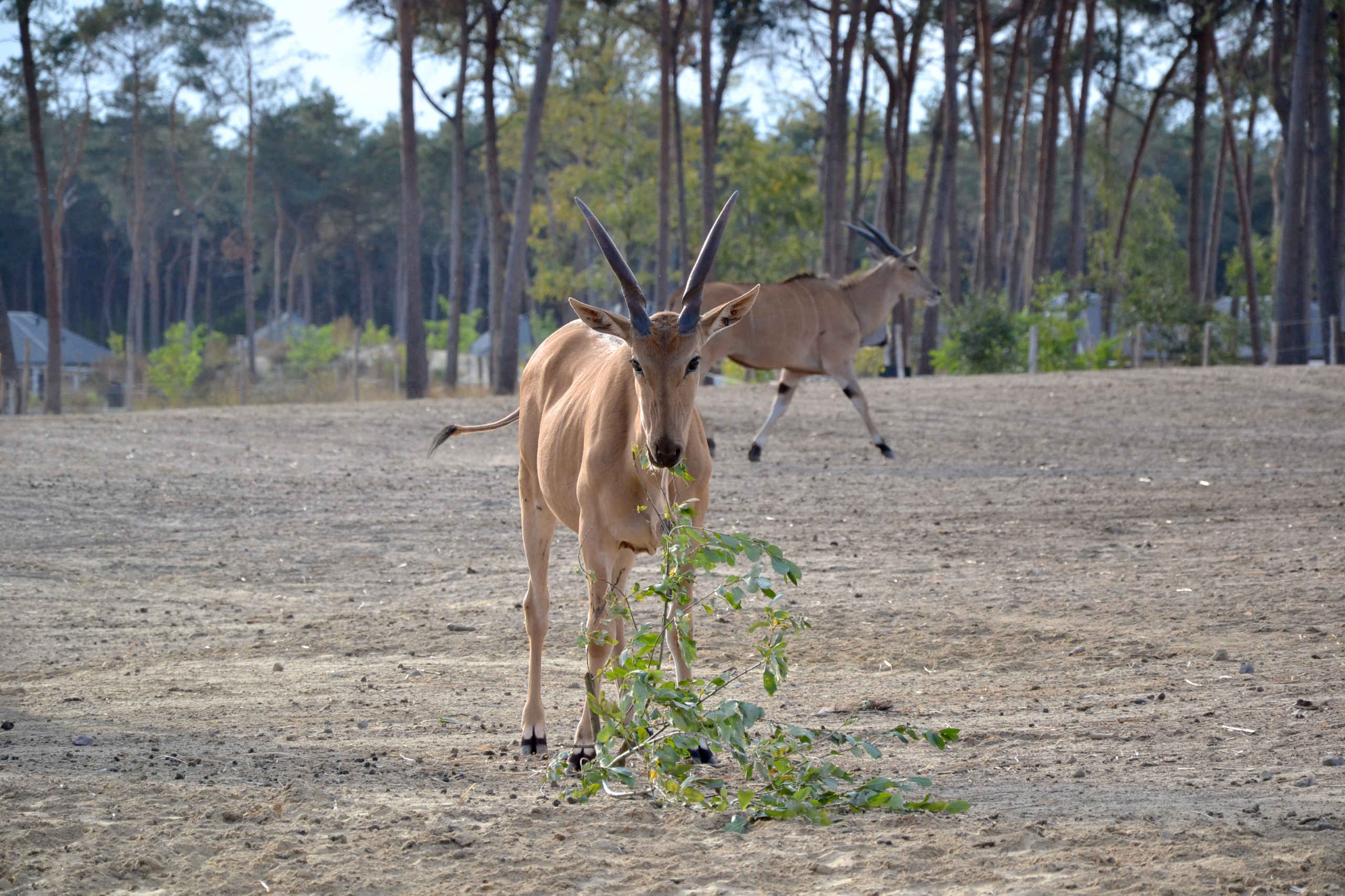 In de herfst op de savanne de elandantilope in Safaripark Beekse Bergen
