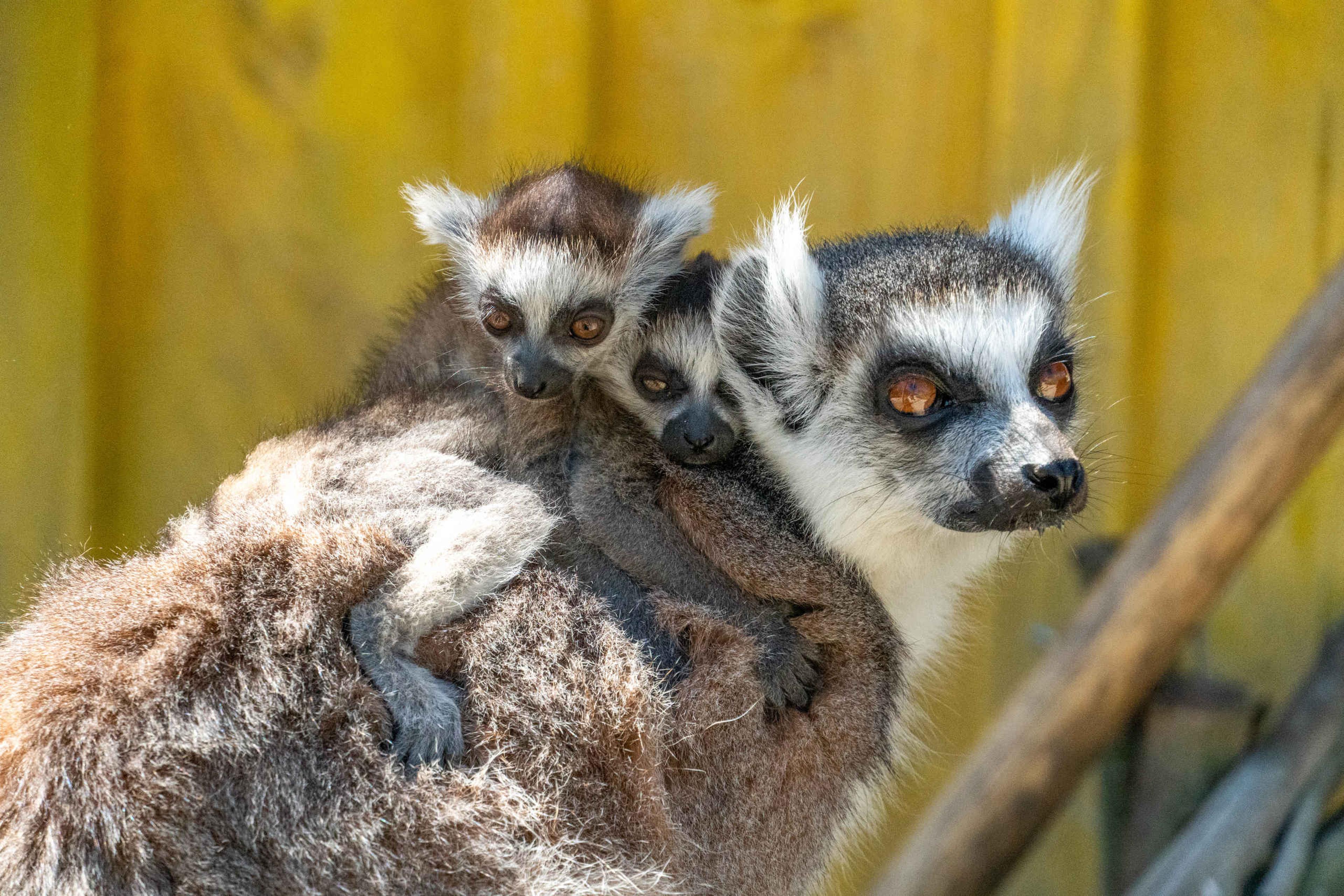 Twee jonge ringstaartmaki's hangen op de rug van een volwassen ringstaartmaki bij ZooParc Overloon.