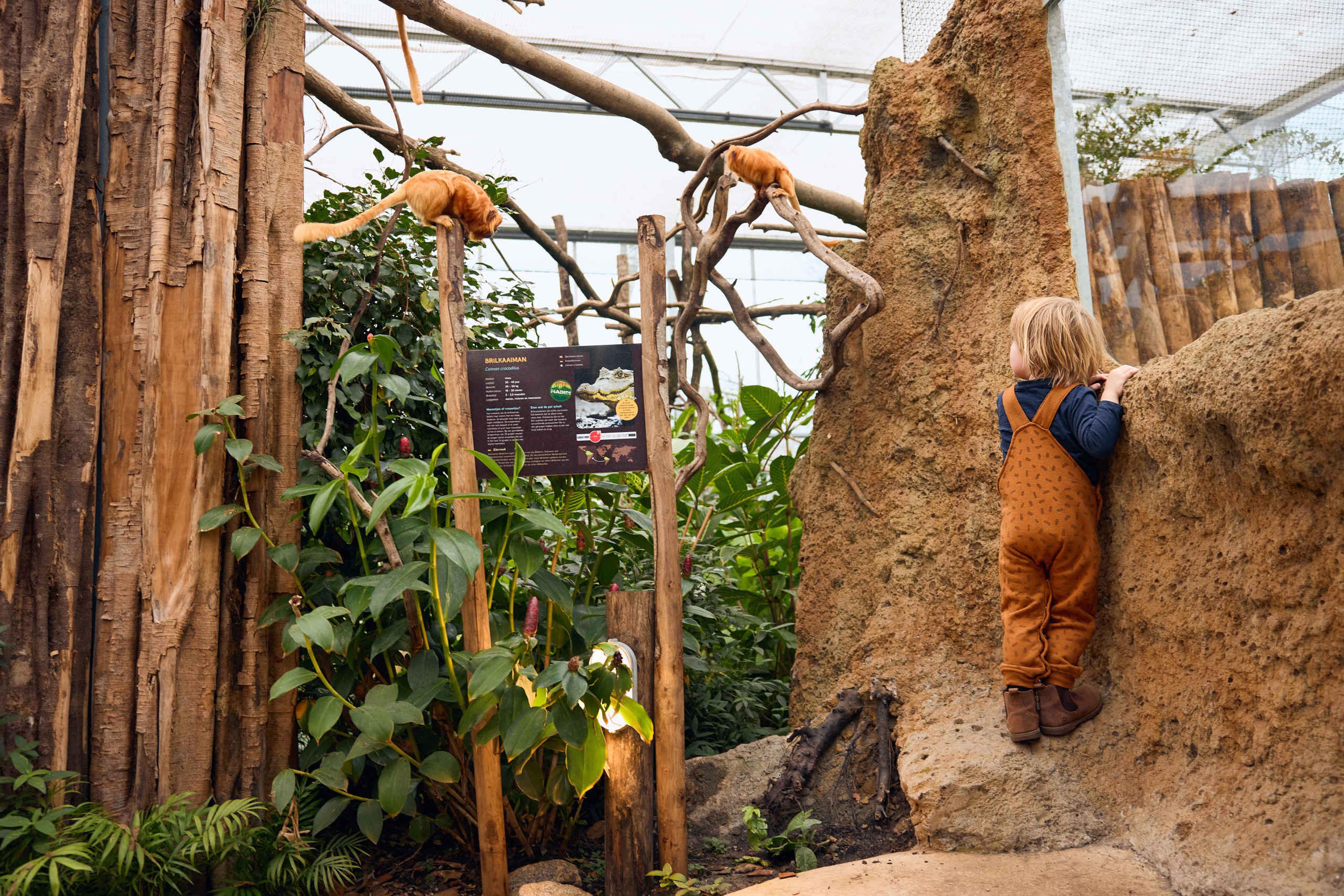 Kind bij gouden leeuwaapje in Madidi ZooParc Overloon