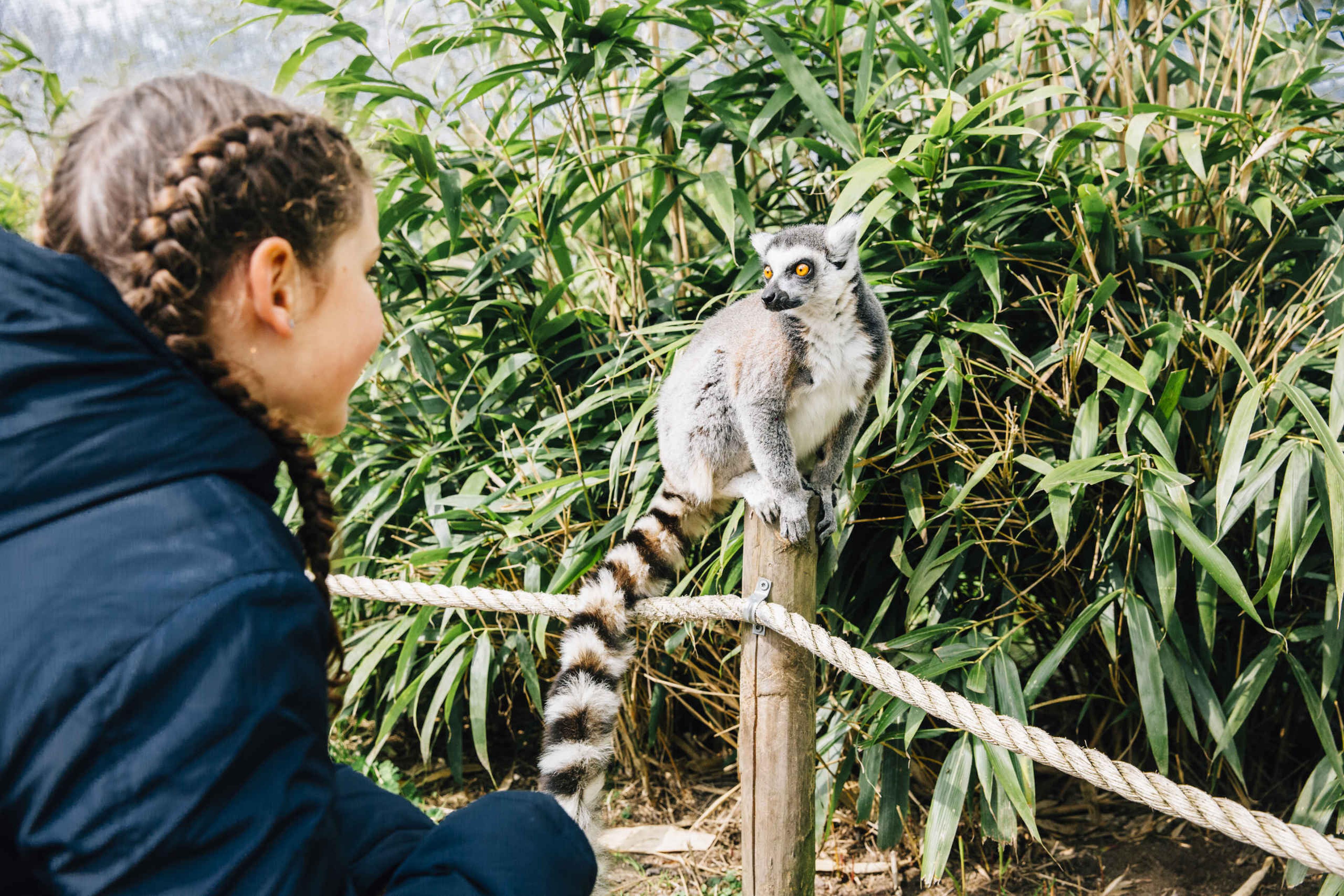 Een meisje kijkt naar een ringstaartmaki bij Eindhoven Zoo.
