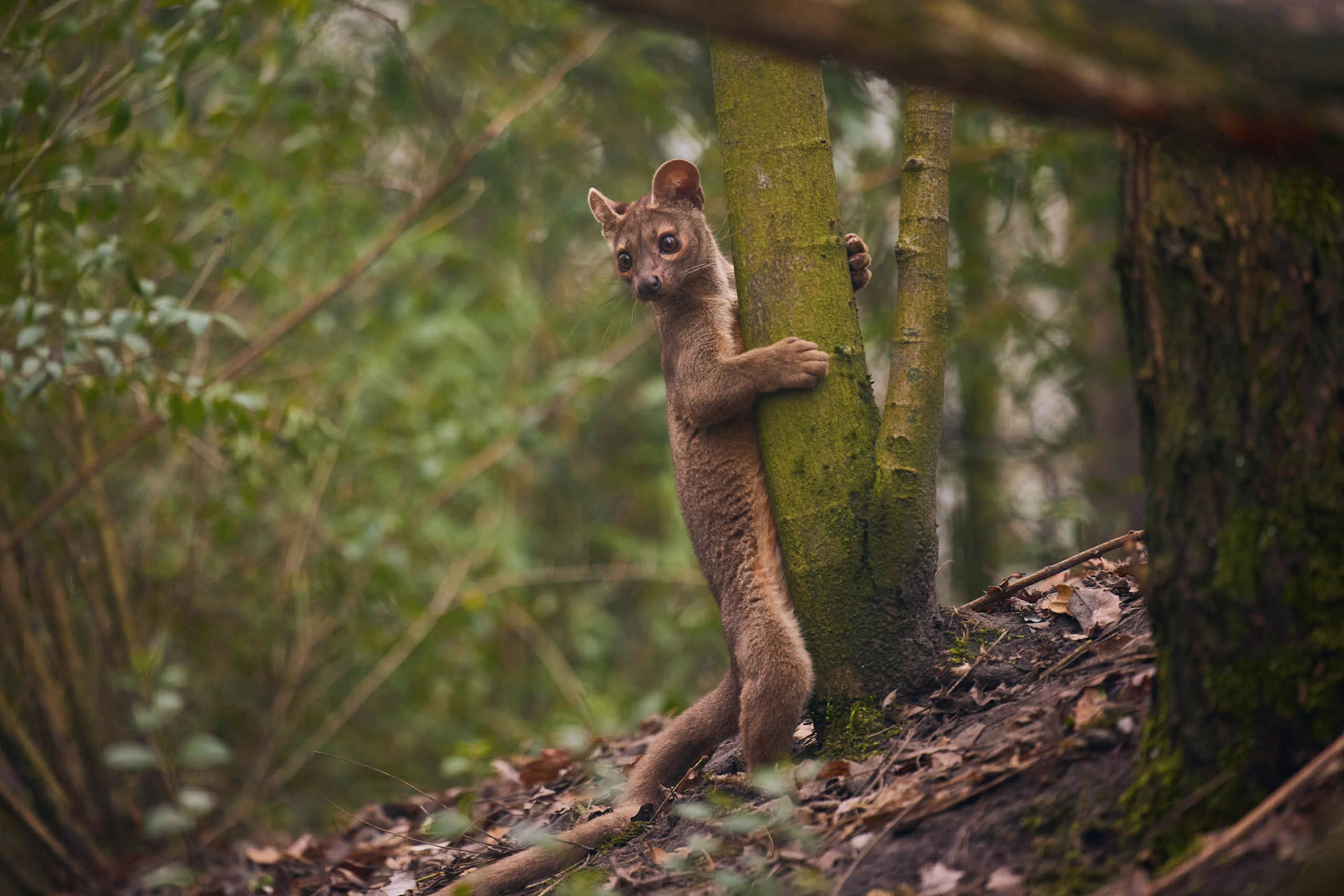Een fossa in ZooParc Overloon