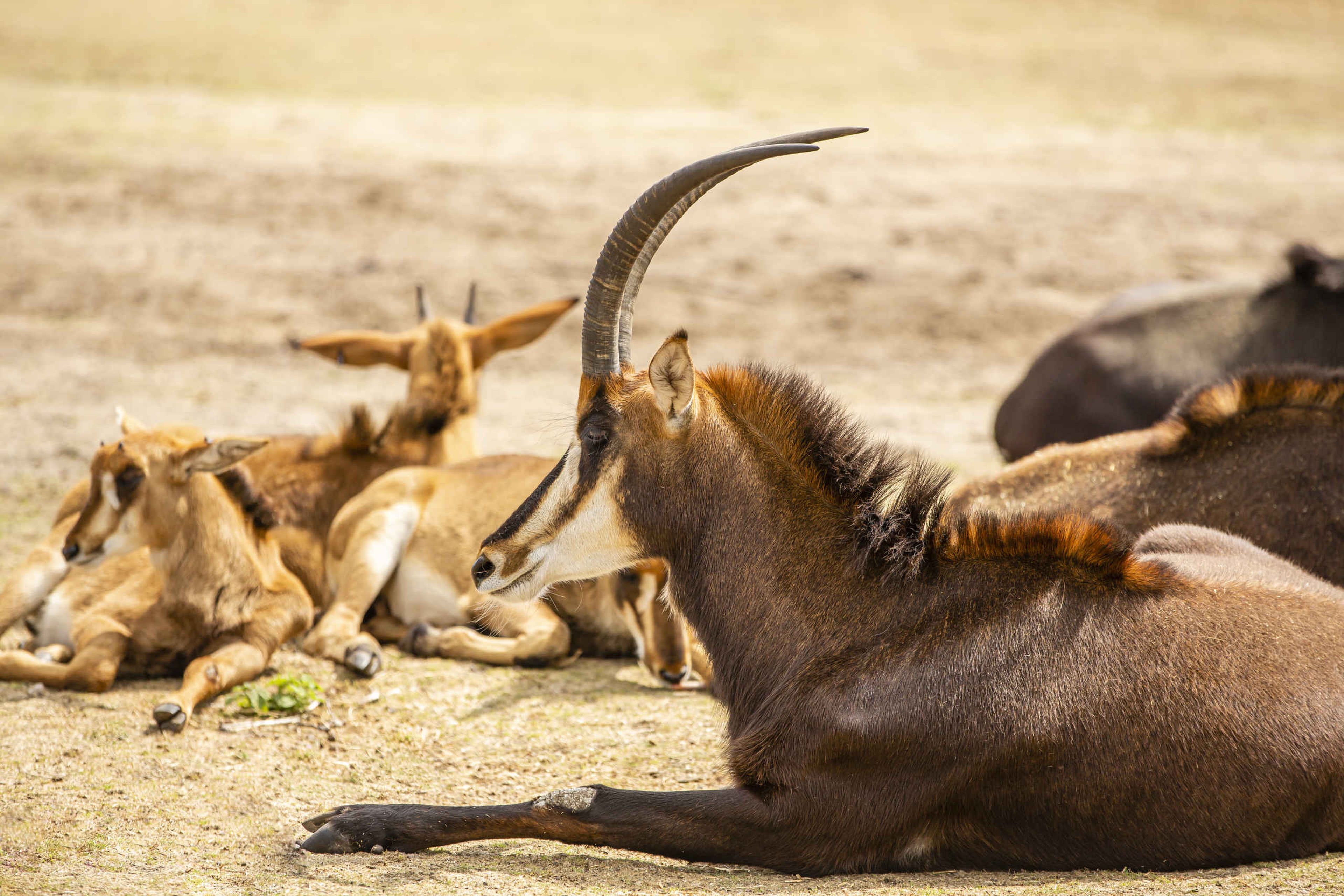 Groep zwarte paardantilopes liggend in Safaripark Beekse Bergen