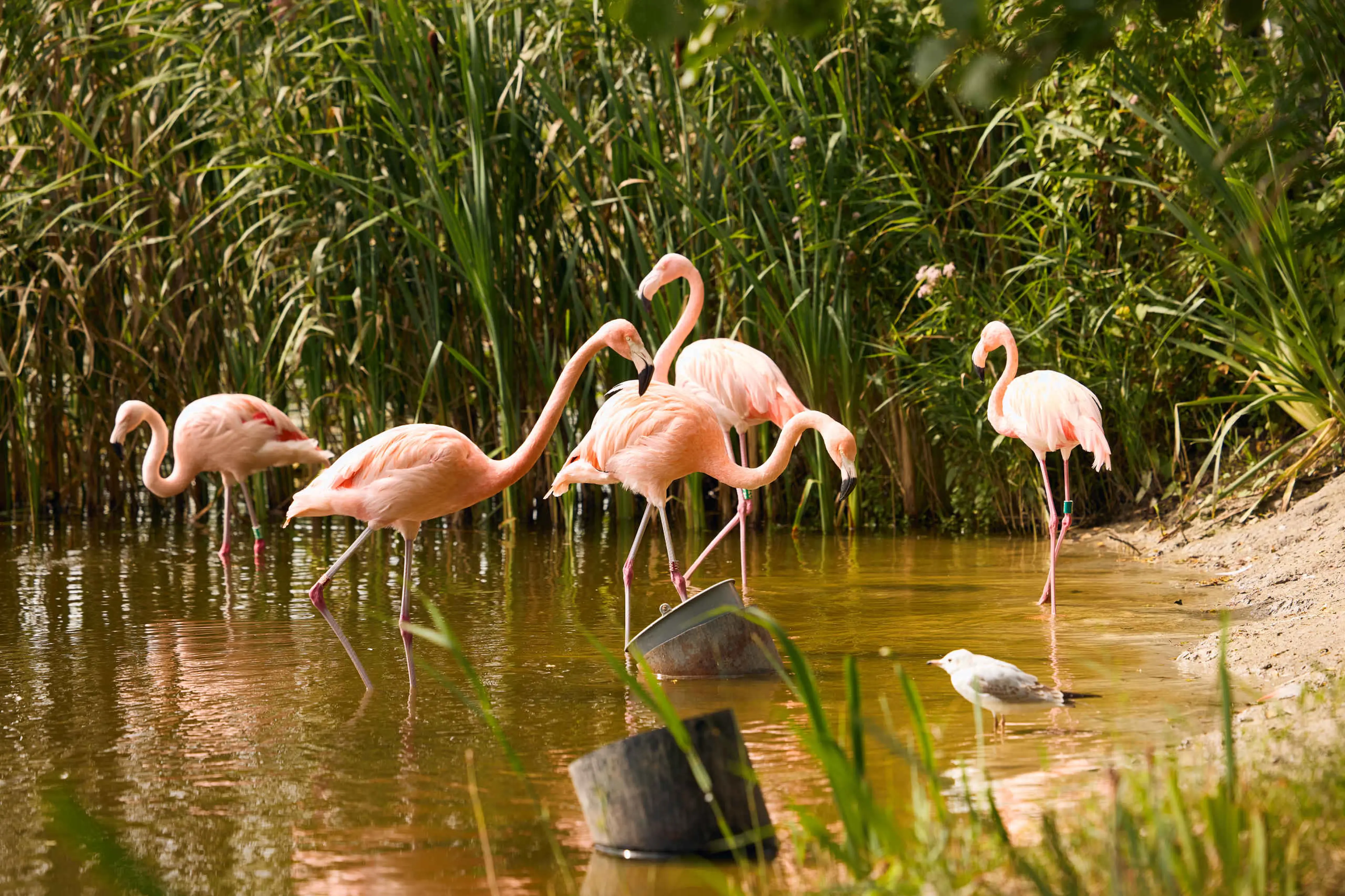 Flamingo's staan in water AquaZoo Leeuwarden