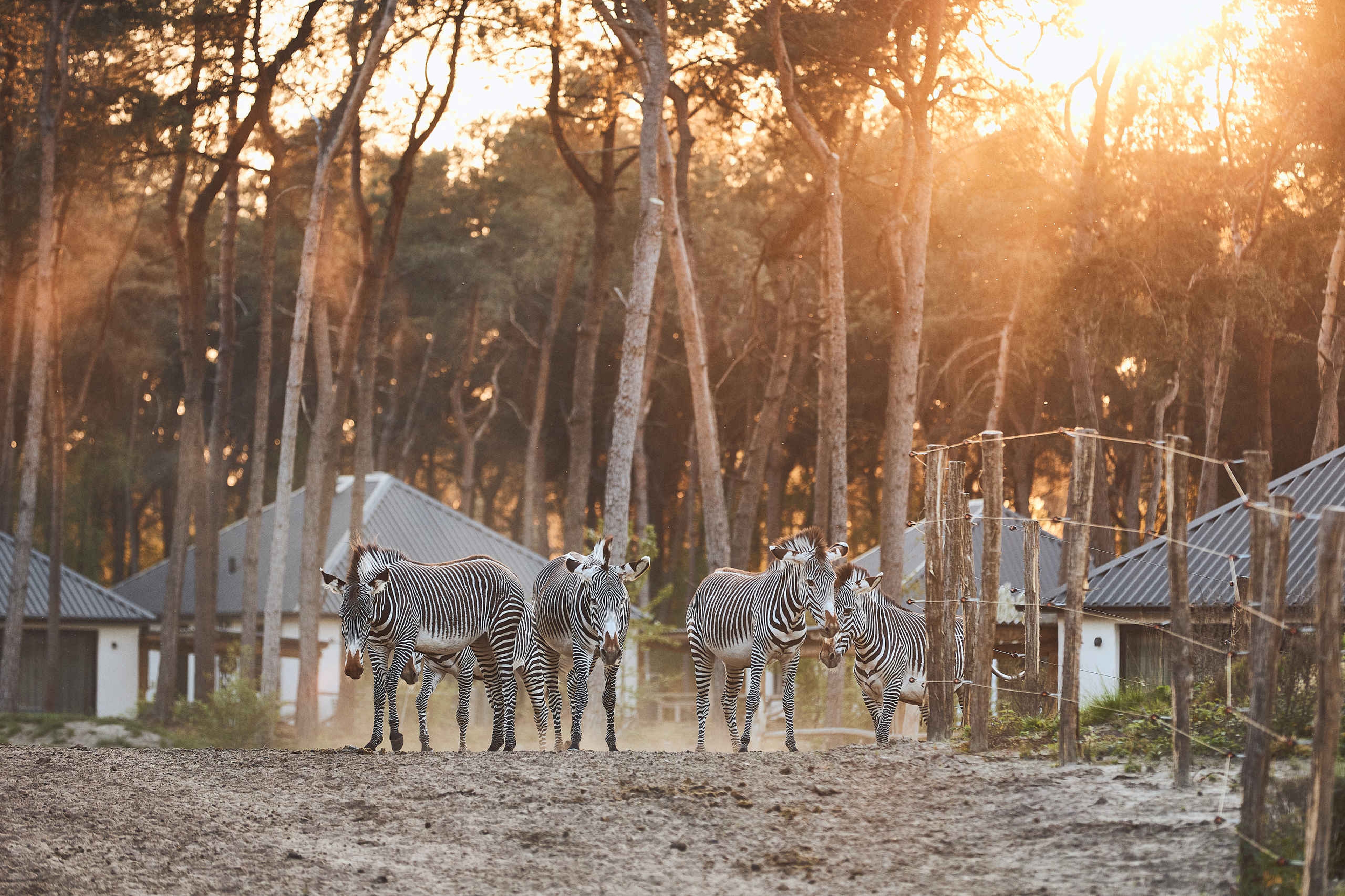 Zebra's bij zonsondergang in Safari Resort Beekse Bergen