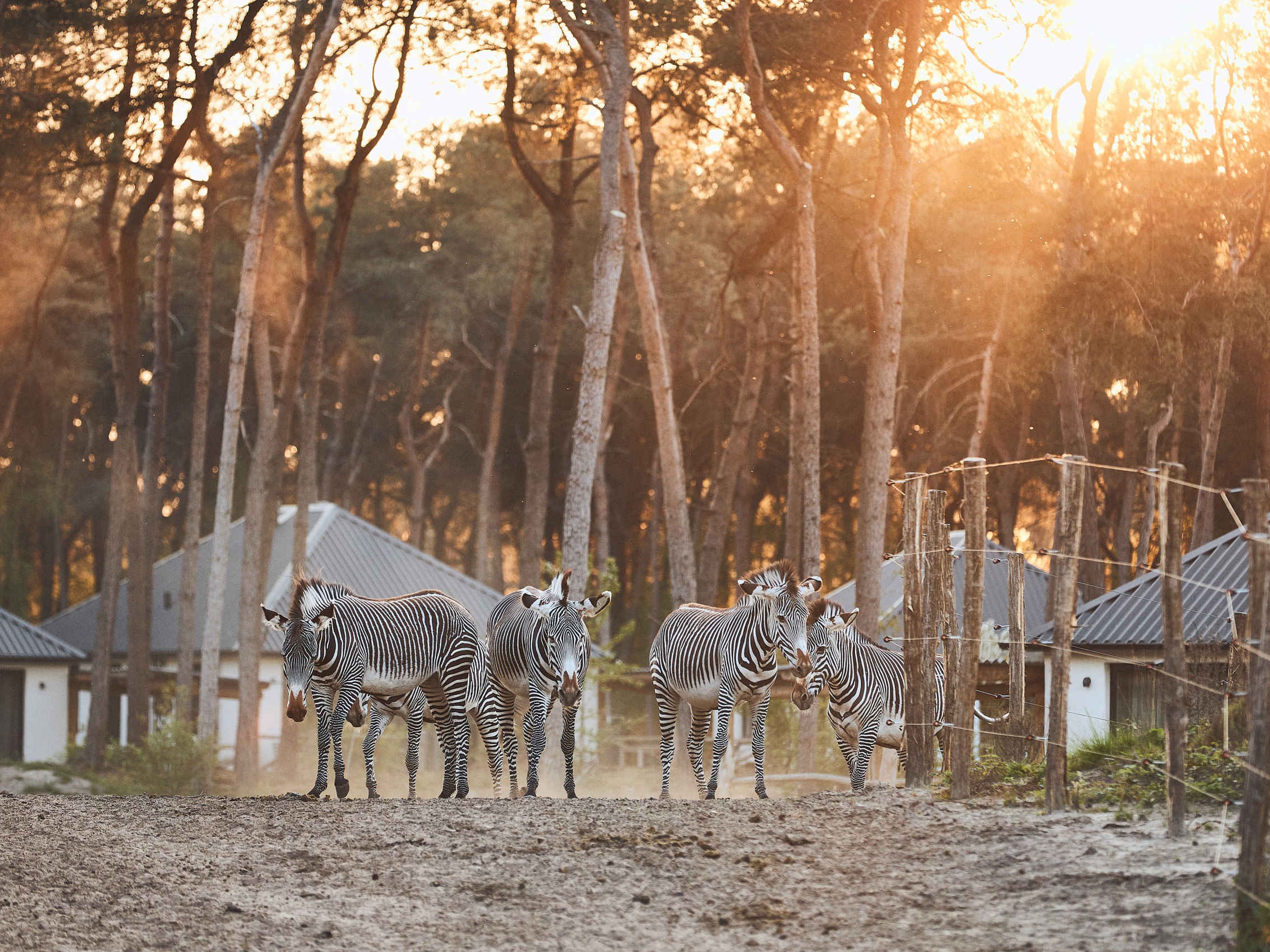 Zebra's bij zonsondergang in Safari Resort Beekse Bergen