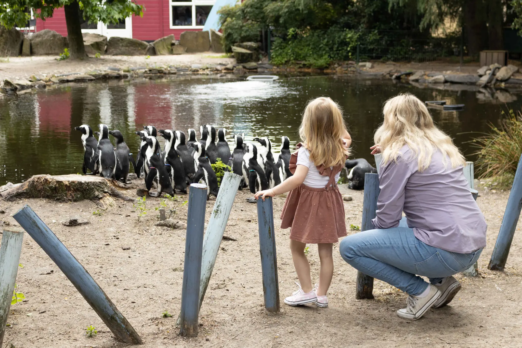 Een moeder en dochter in Boulders Beach in ZooParc Overloon