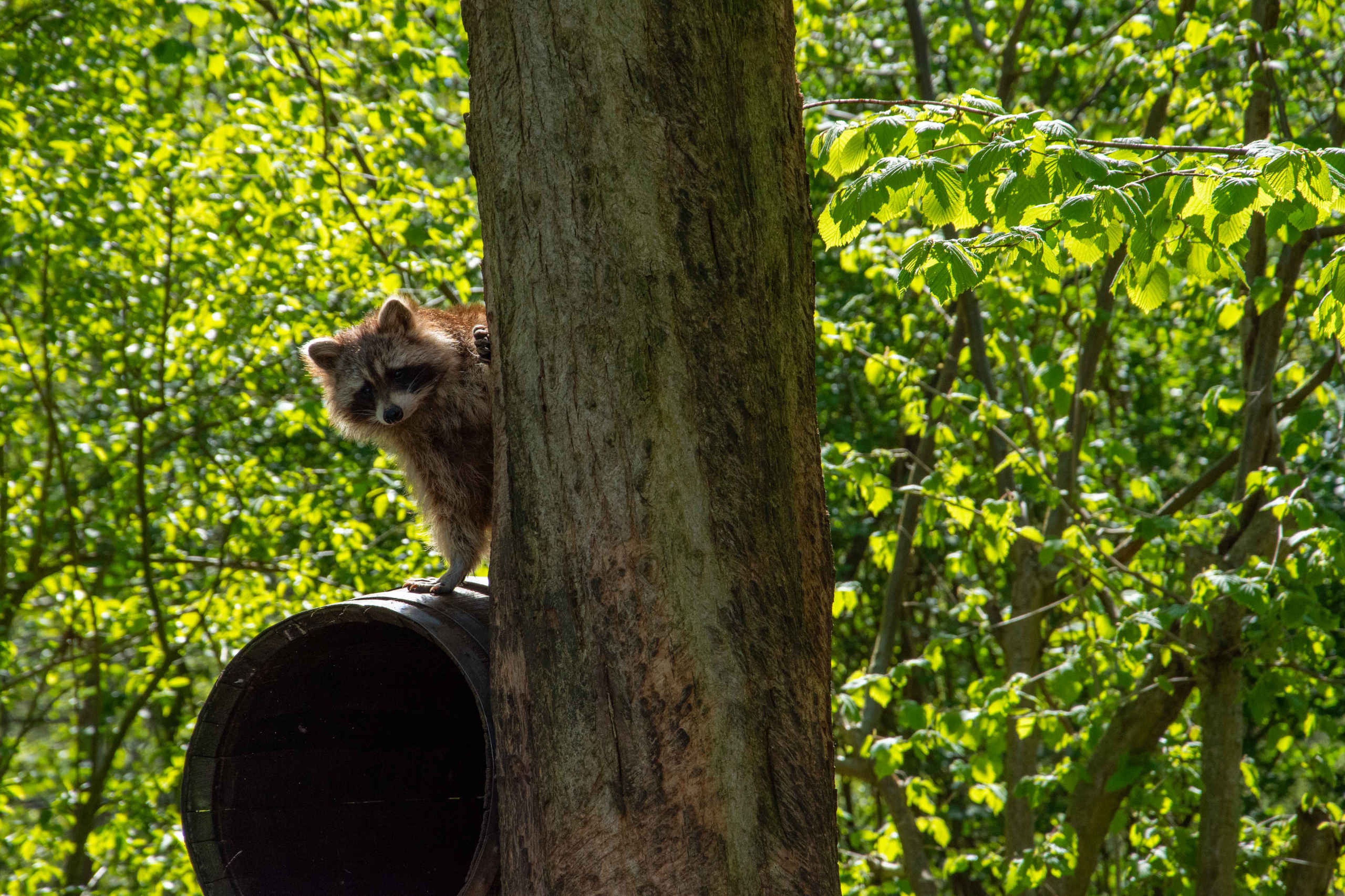 Wasbeer zit hoog in de boom verstop AquaZoo Leeuwarden