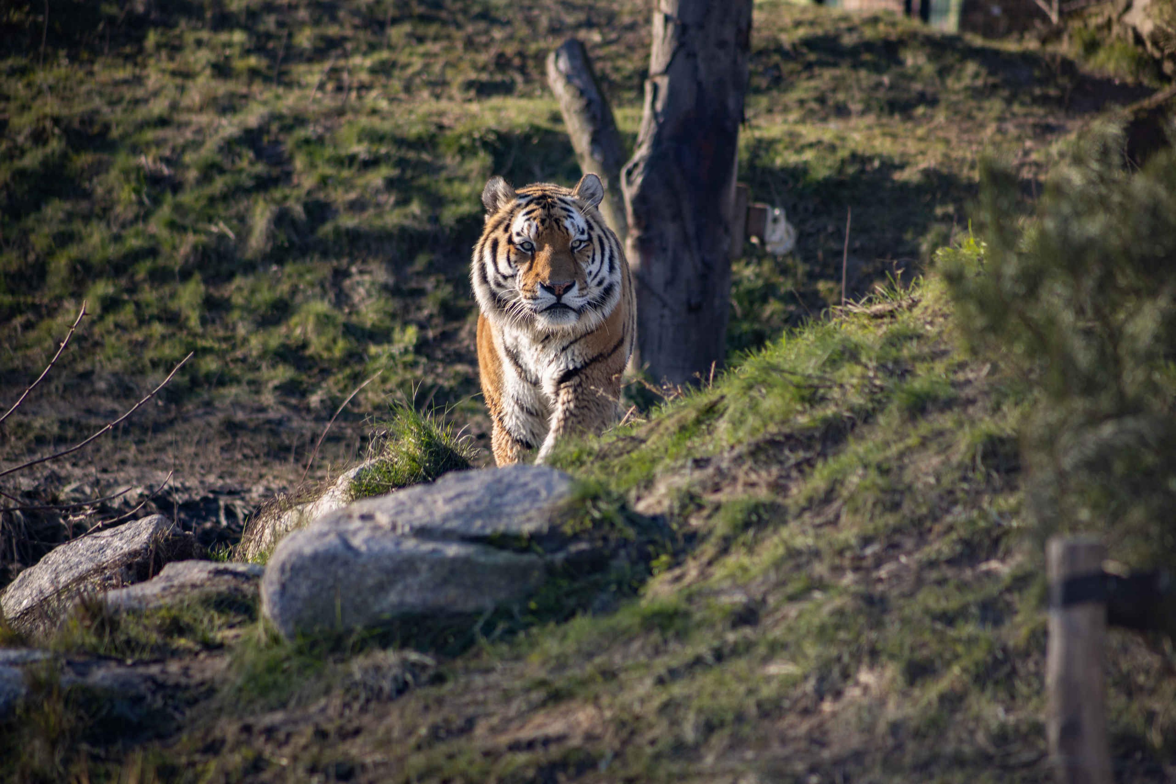 Een amoertijger loopt door het gras bij Eindhoven Zoo.