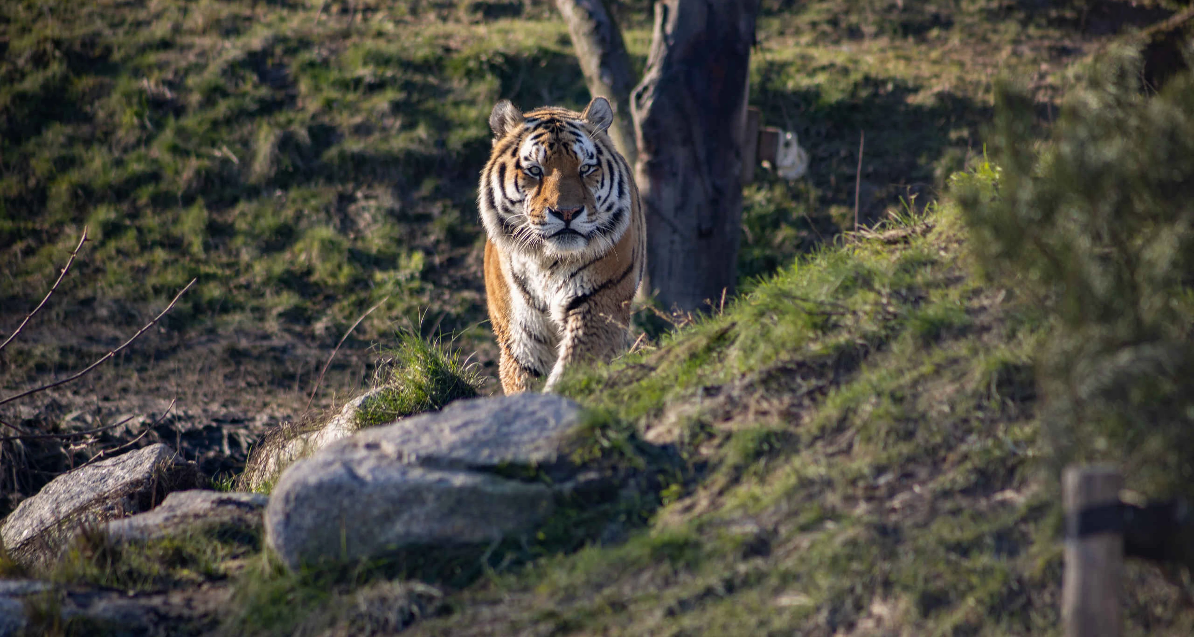 Een amoertijger loopt door het gras bij Eindhoven Zoo.