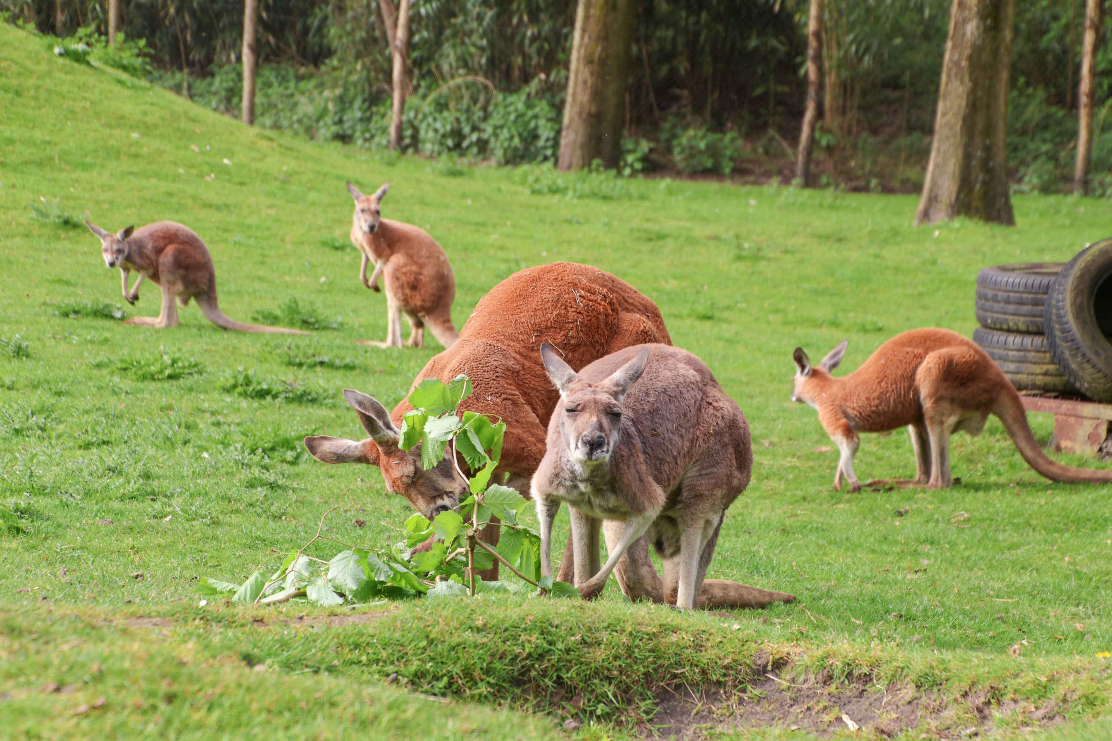 Een groep rode reuzenkangoeroes is aan het eten op de outback bij ZooParc Overloon.