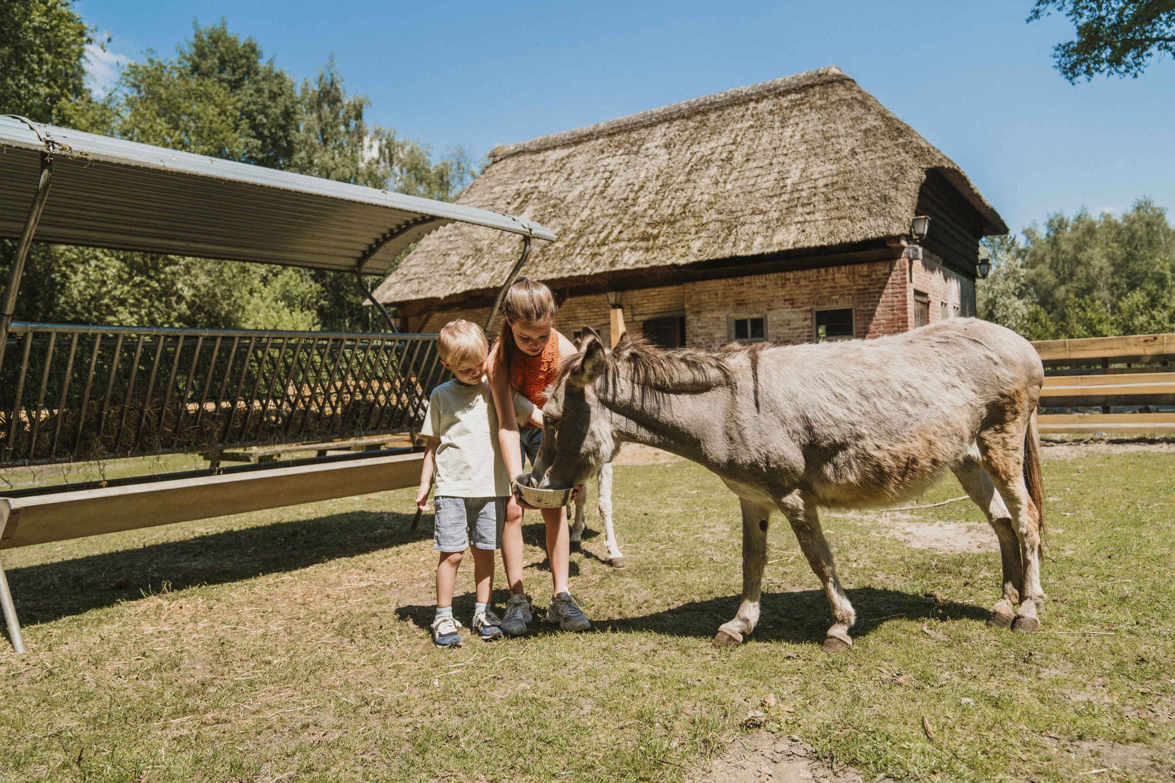 Twee kinderen voeren een ezel op de kinderboerderij bij Vakantiepark Dierenbos