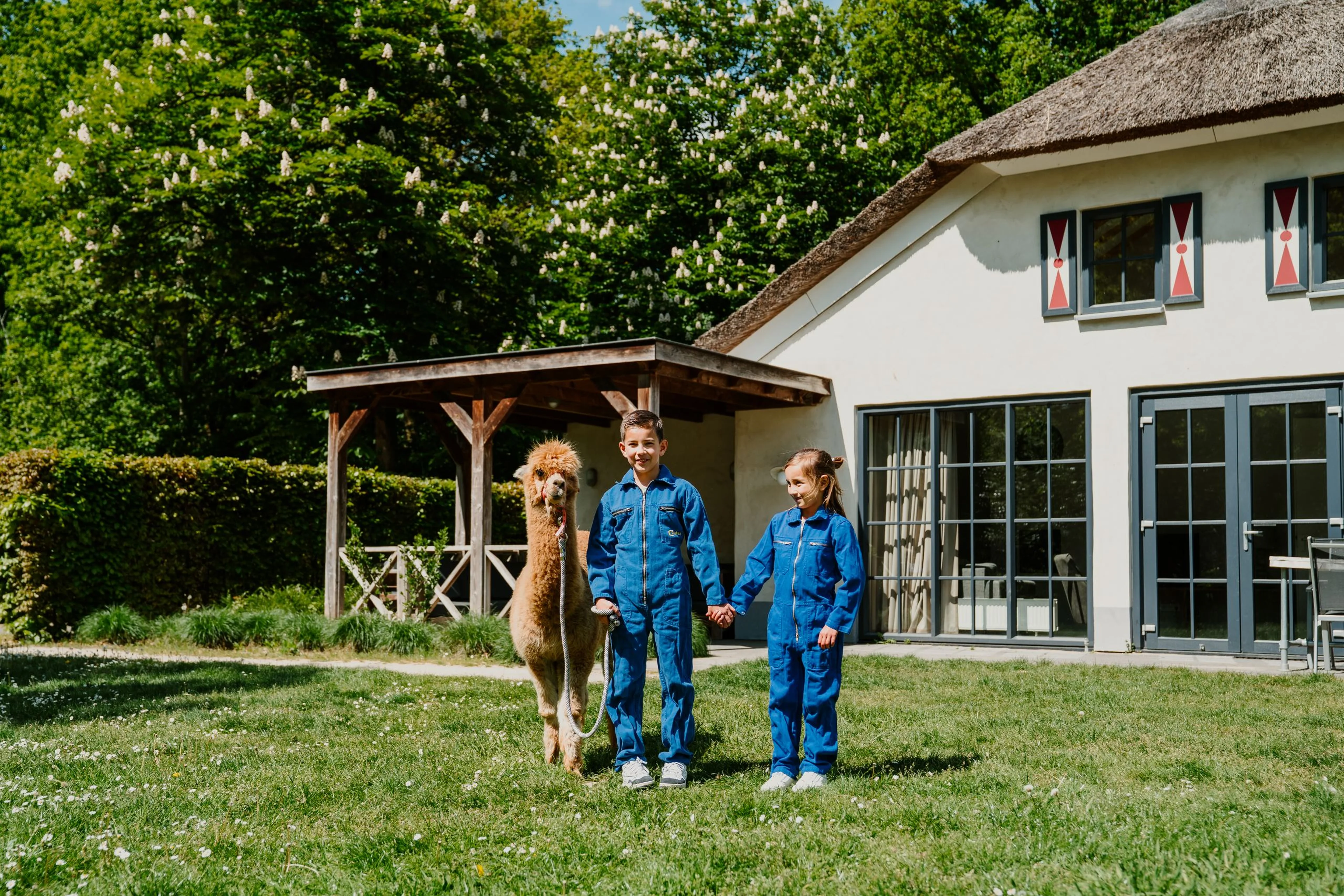 Broer en zus lopen in de zomer met een alpaca over het grasveld bij Villa Alpaca bij Vakantiepark Dierenbos.