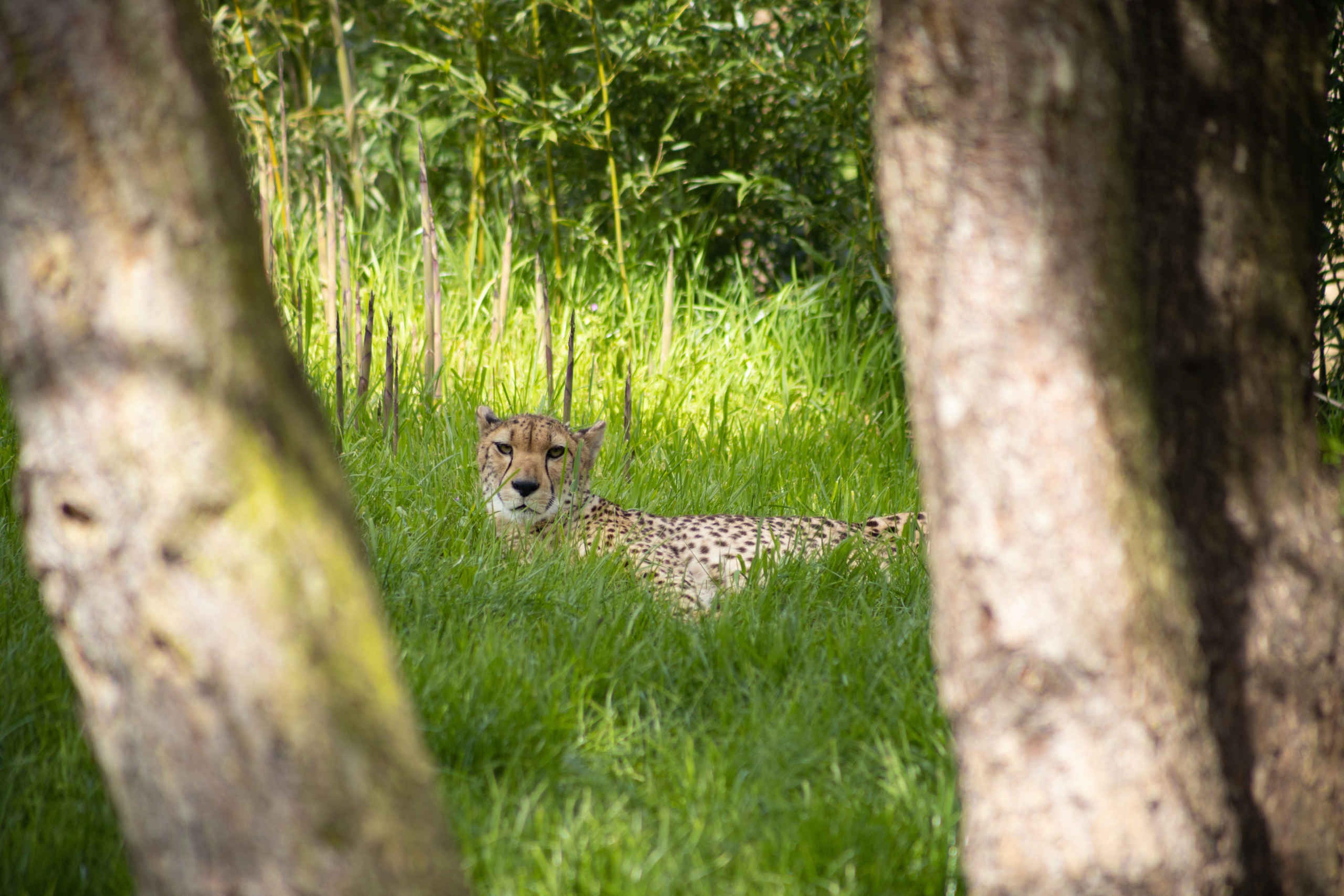 Een zuidelijke cheeta ligt in het gras bij ZooParc Overloon.
