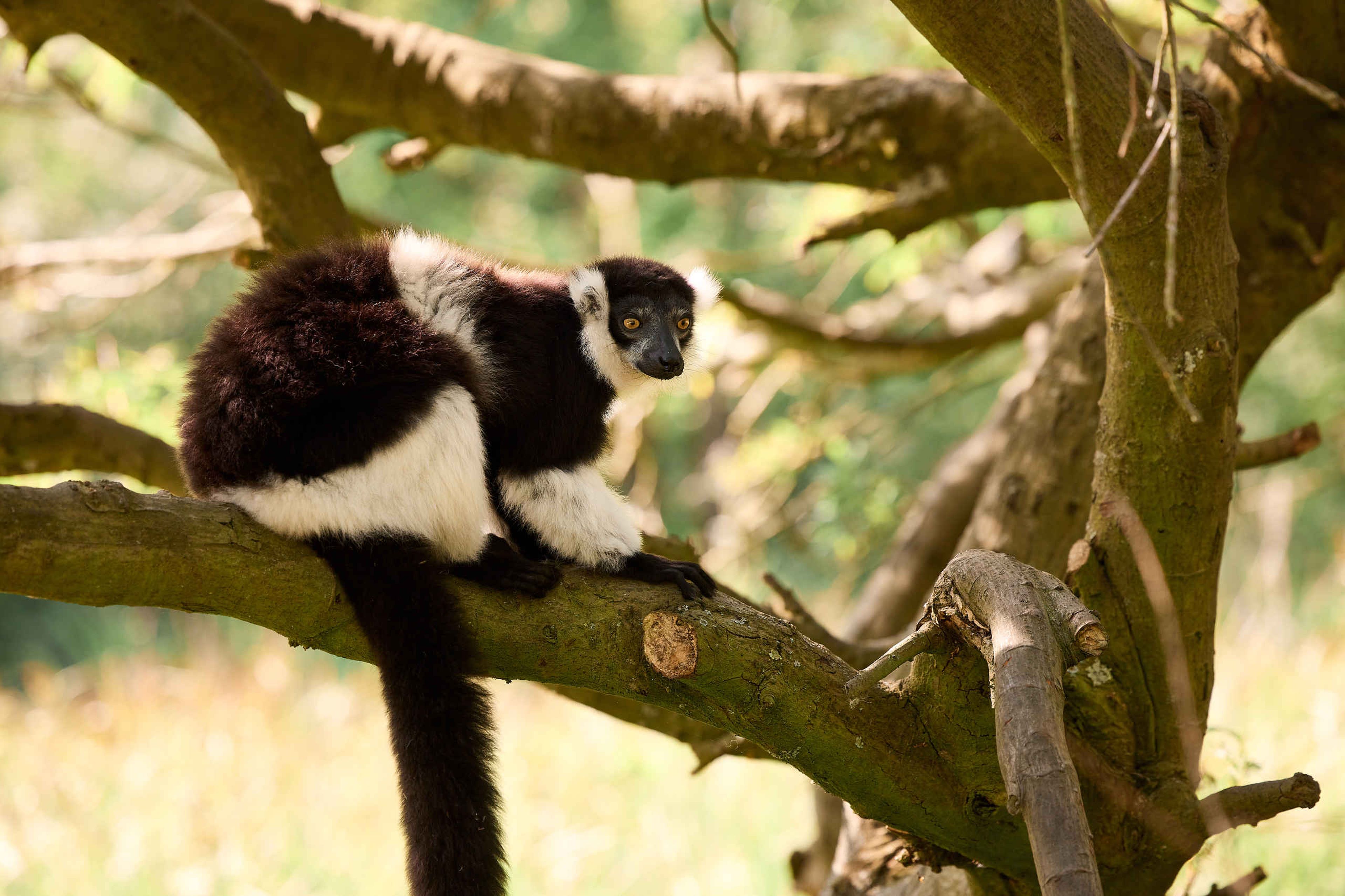 Gordelvari zit in een boom op een tak in AquaZoo Leeuwarden
