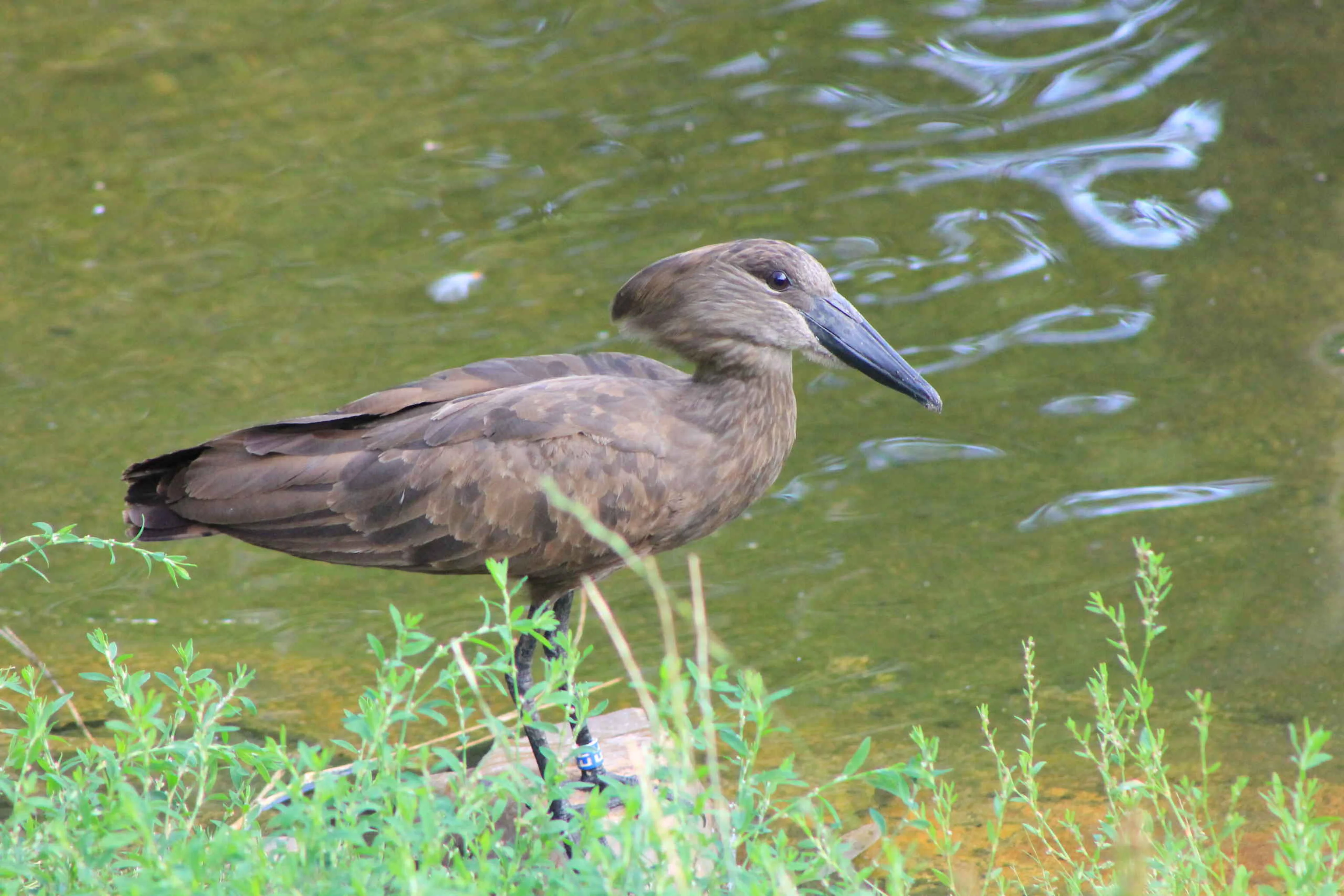 Hamerkop aan de oever in Safaripark Beekse Bergen