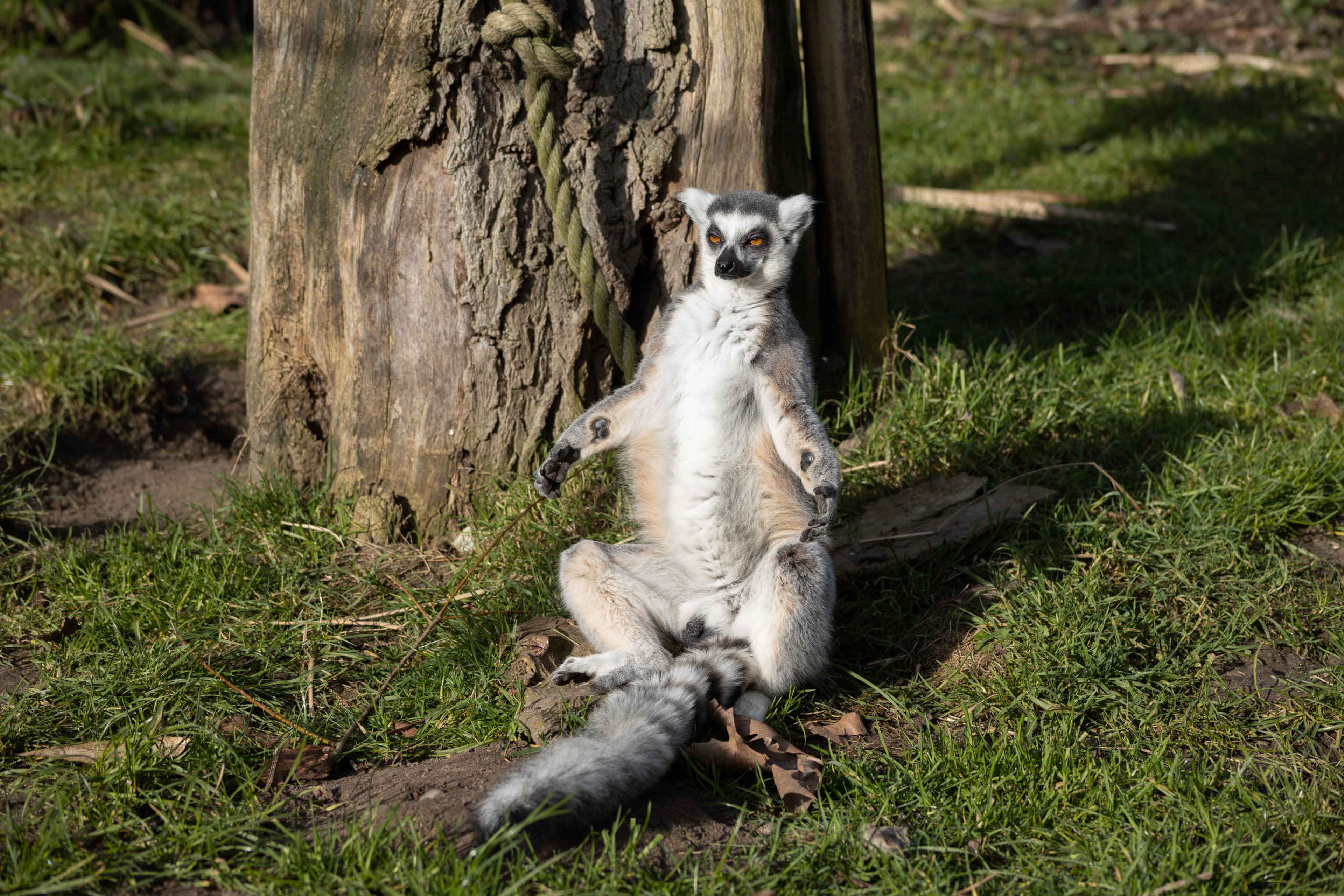 Ringstaartmaki zit in de zon in Eindhoven Zoo