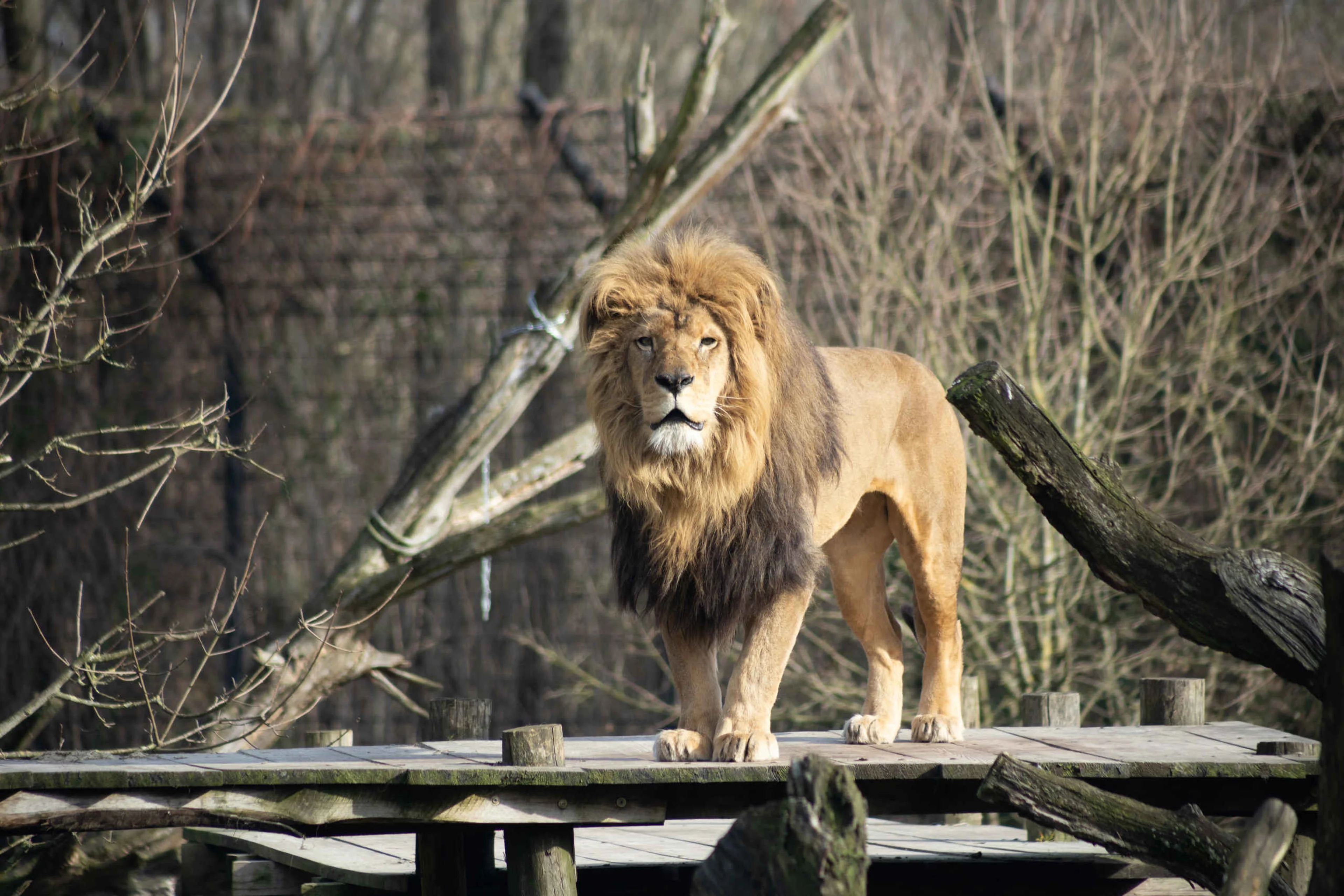 Afrikaanse leeuw staat op plateau Eindhoven Zoo