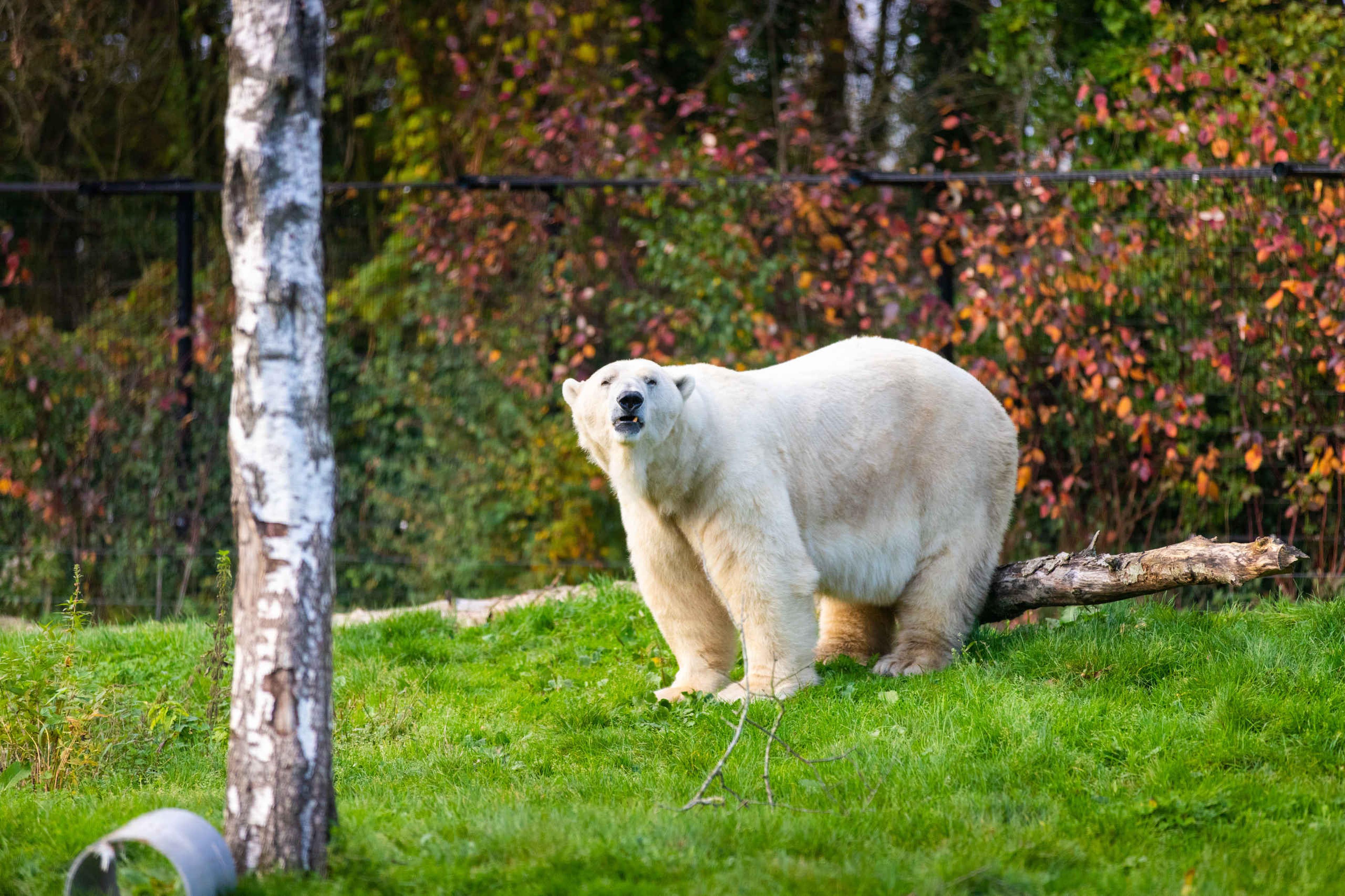 IJsbeer op grasvlakte kijkt naar camera AquaZoo Leeuwarden