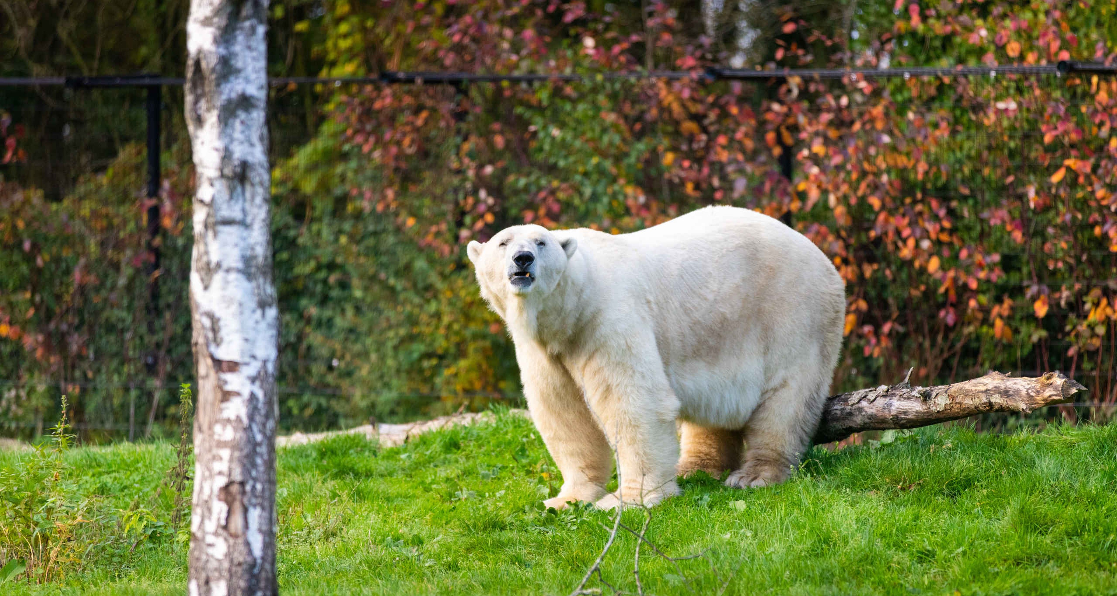 IJsbeer op grasvlakte kijkt naar camera AquaZoo Leeuwarden