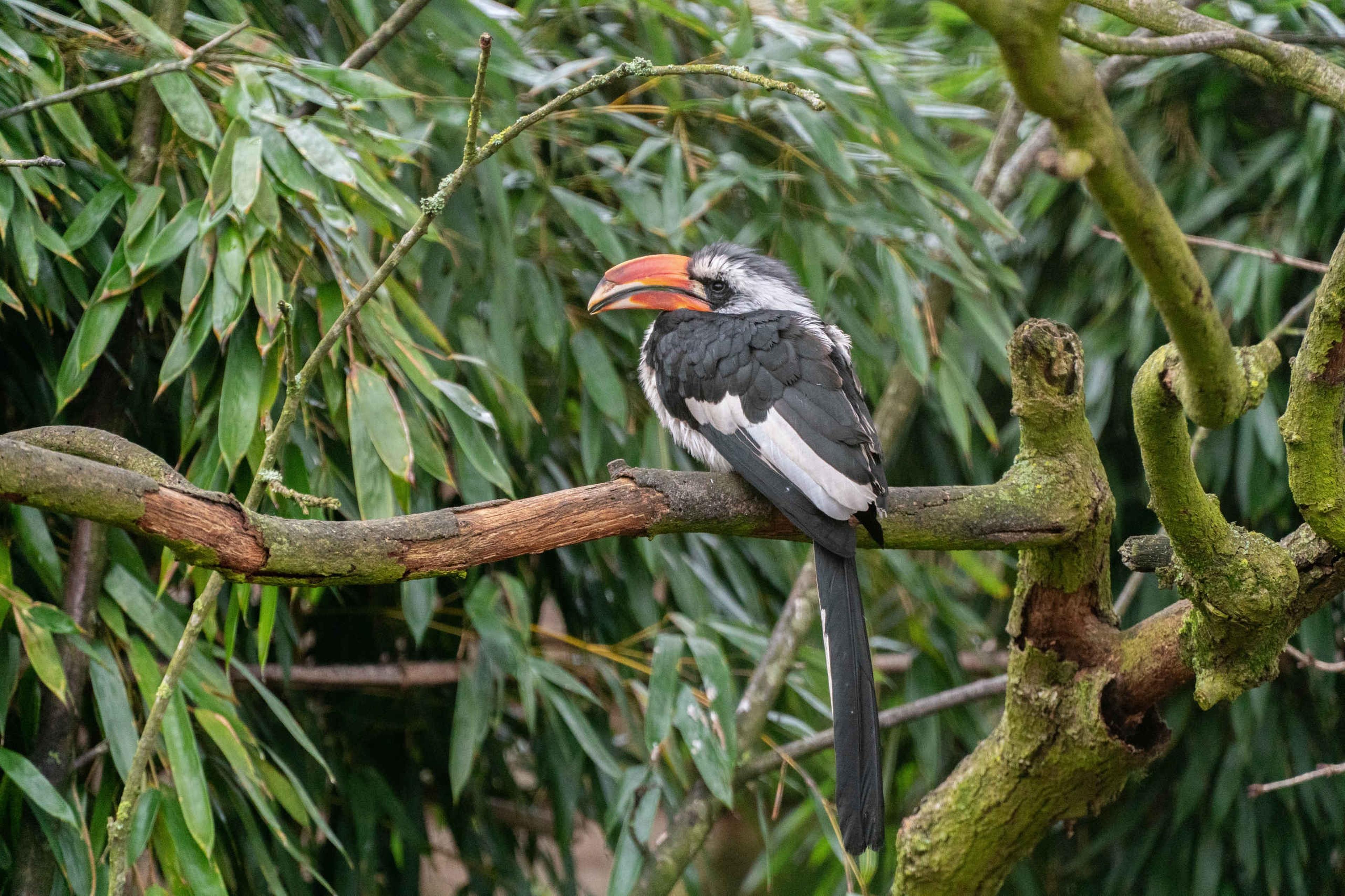 Een Von der Decken tok op een tak, EEP bij ZooParc Overloon.