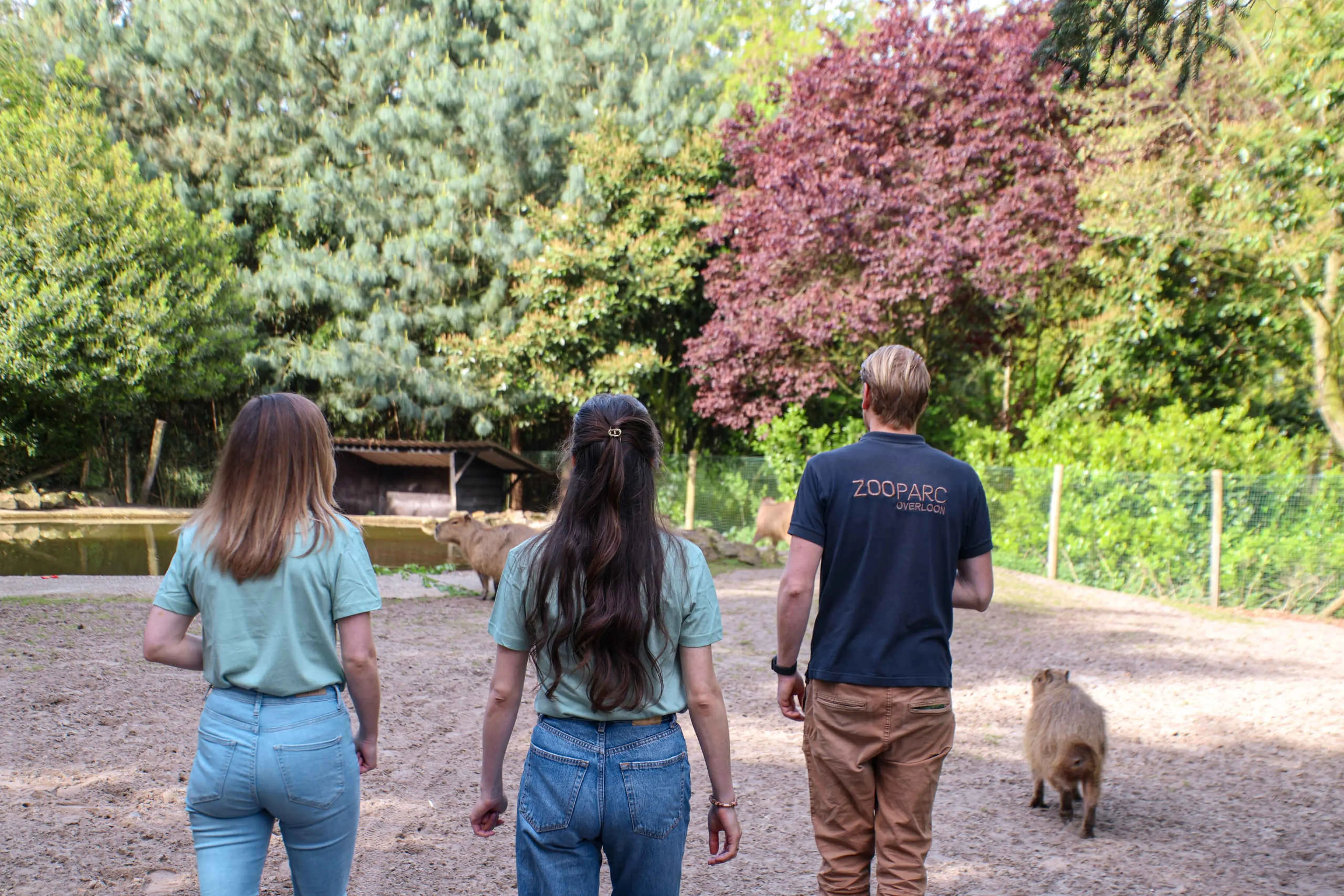 Capibara keeper for a day dierverzorger ZooParc Overloon