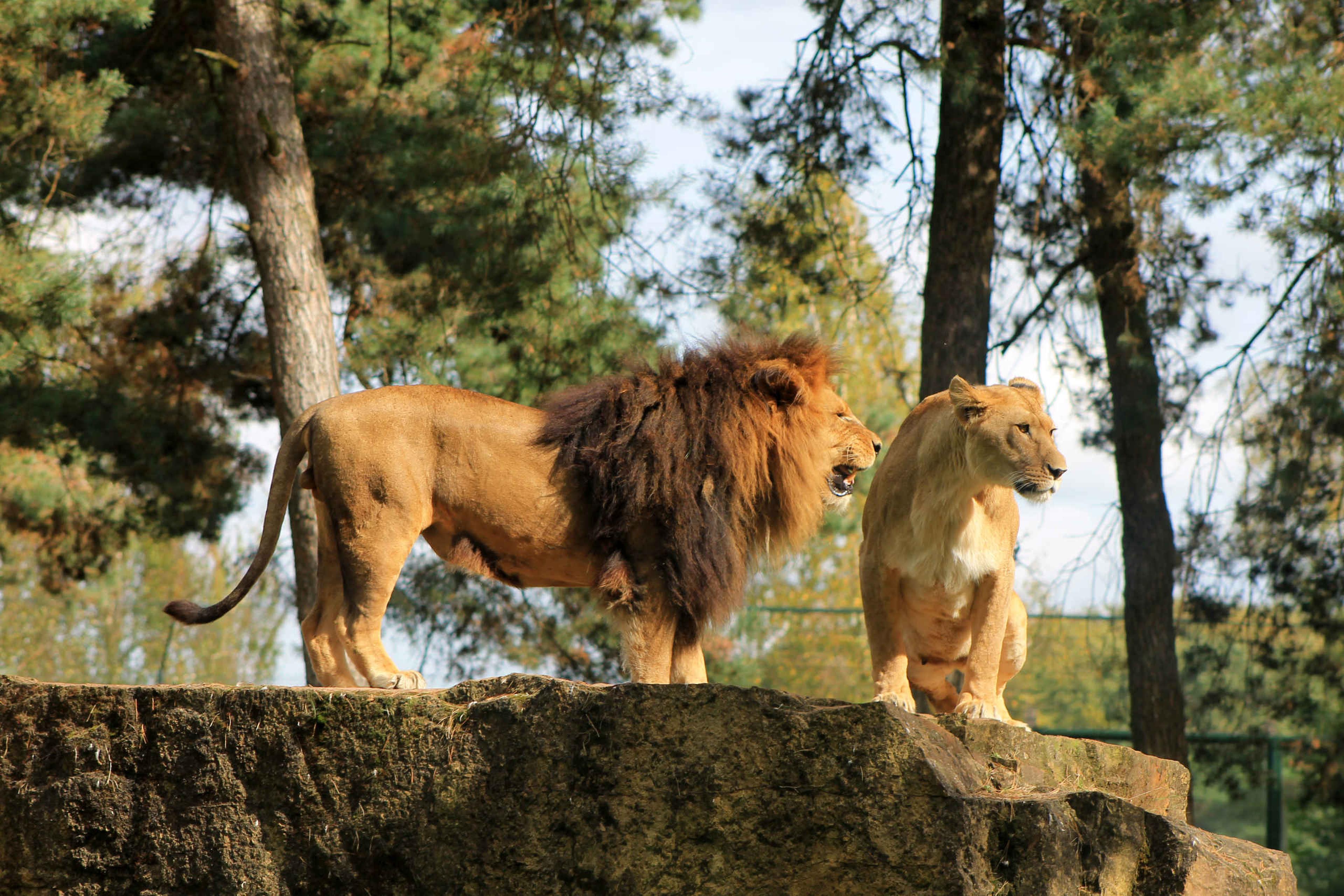 Leeuw en leeuwin in Beekse Bergen