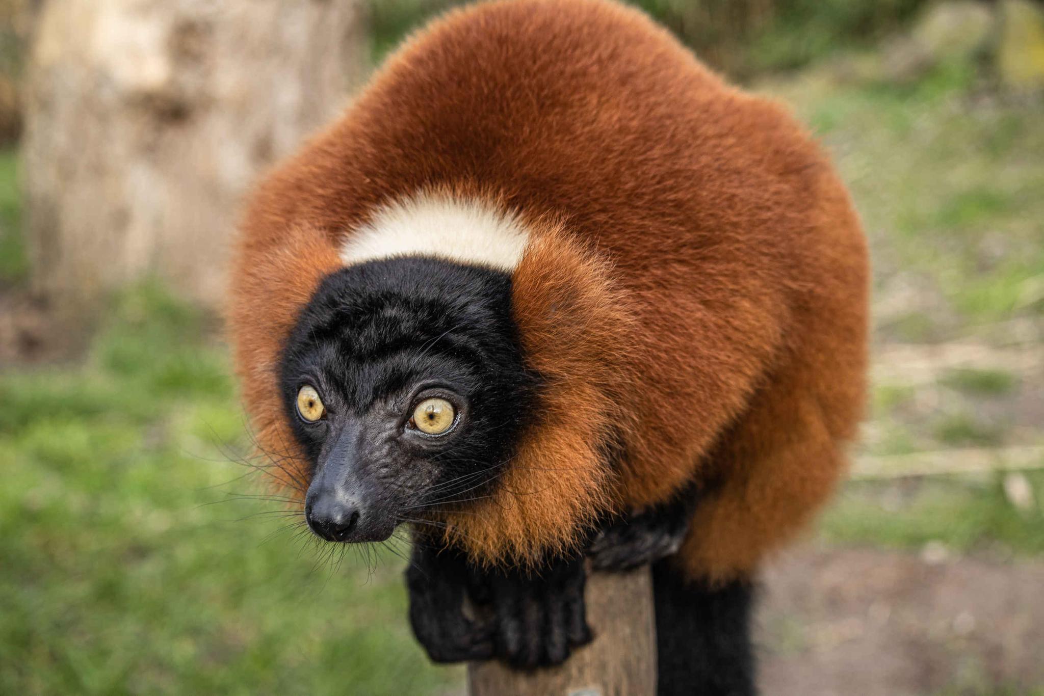 Een rode vari bij Eindhoven Zoo.
