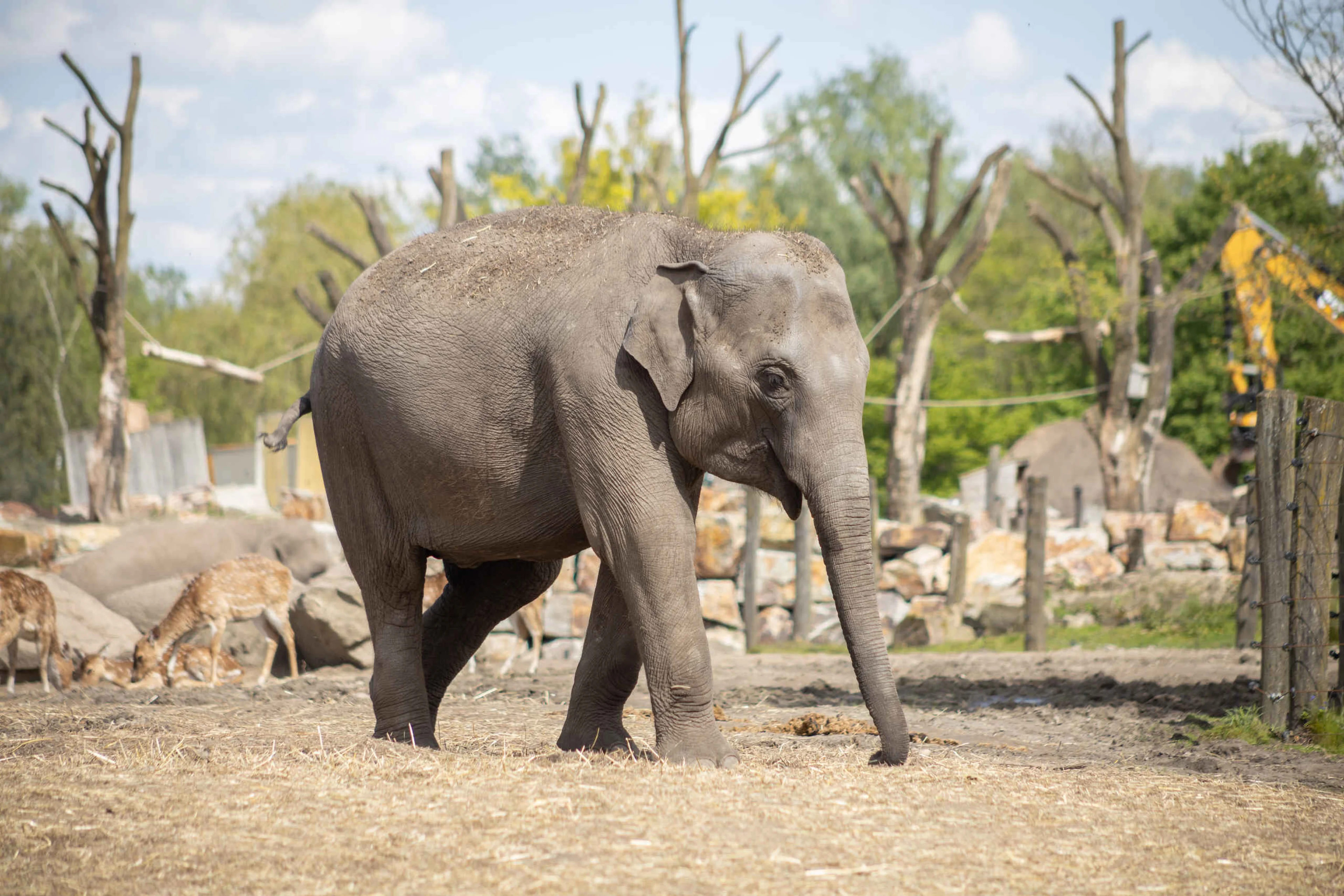 Olifant in olifantenverblijf buiten in Eindhoven Zoo Dierentuintickets nl